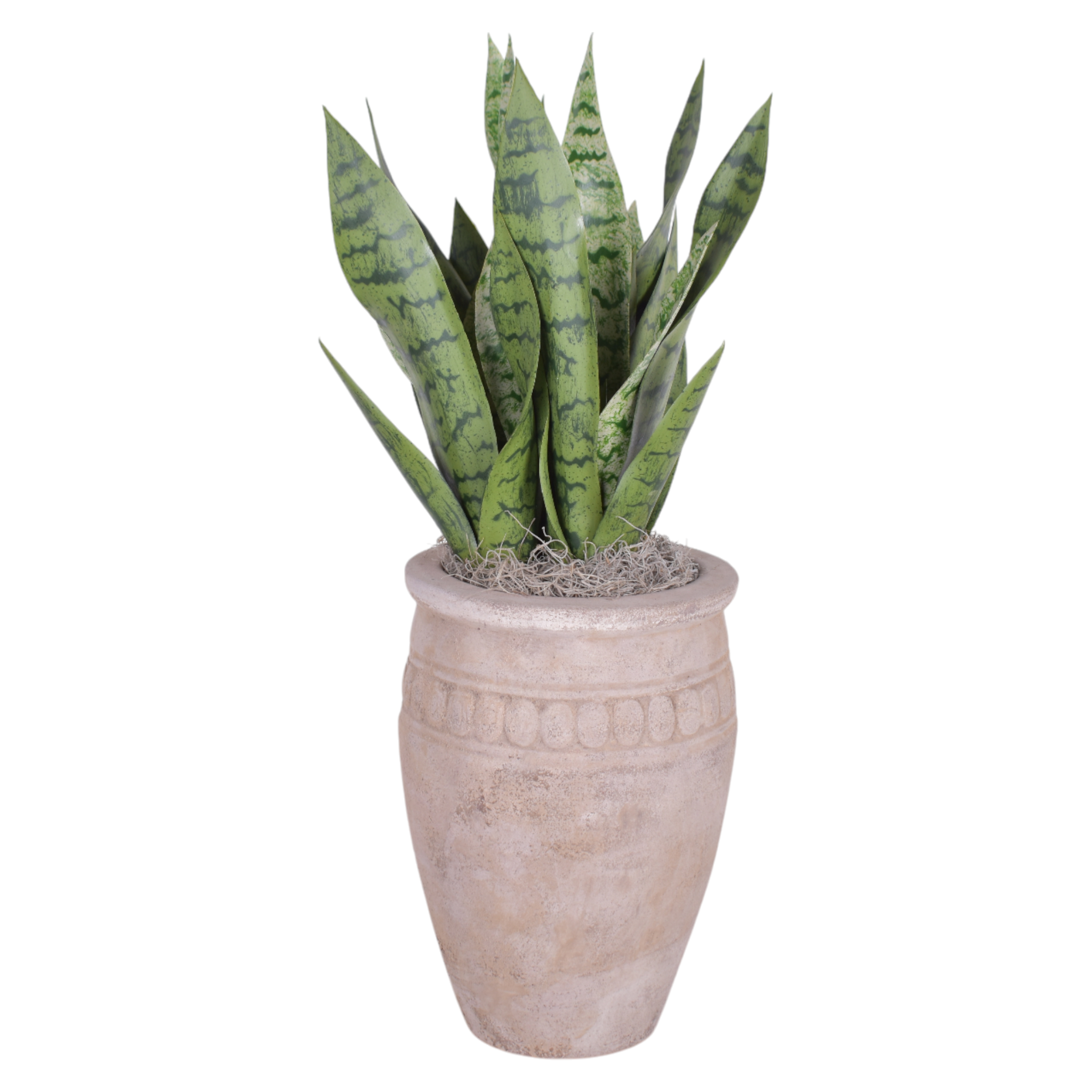 12" Palermo Planter with Snake Plant AR1010