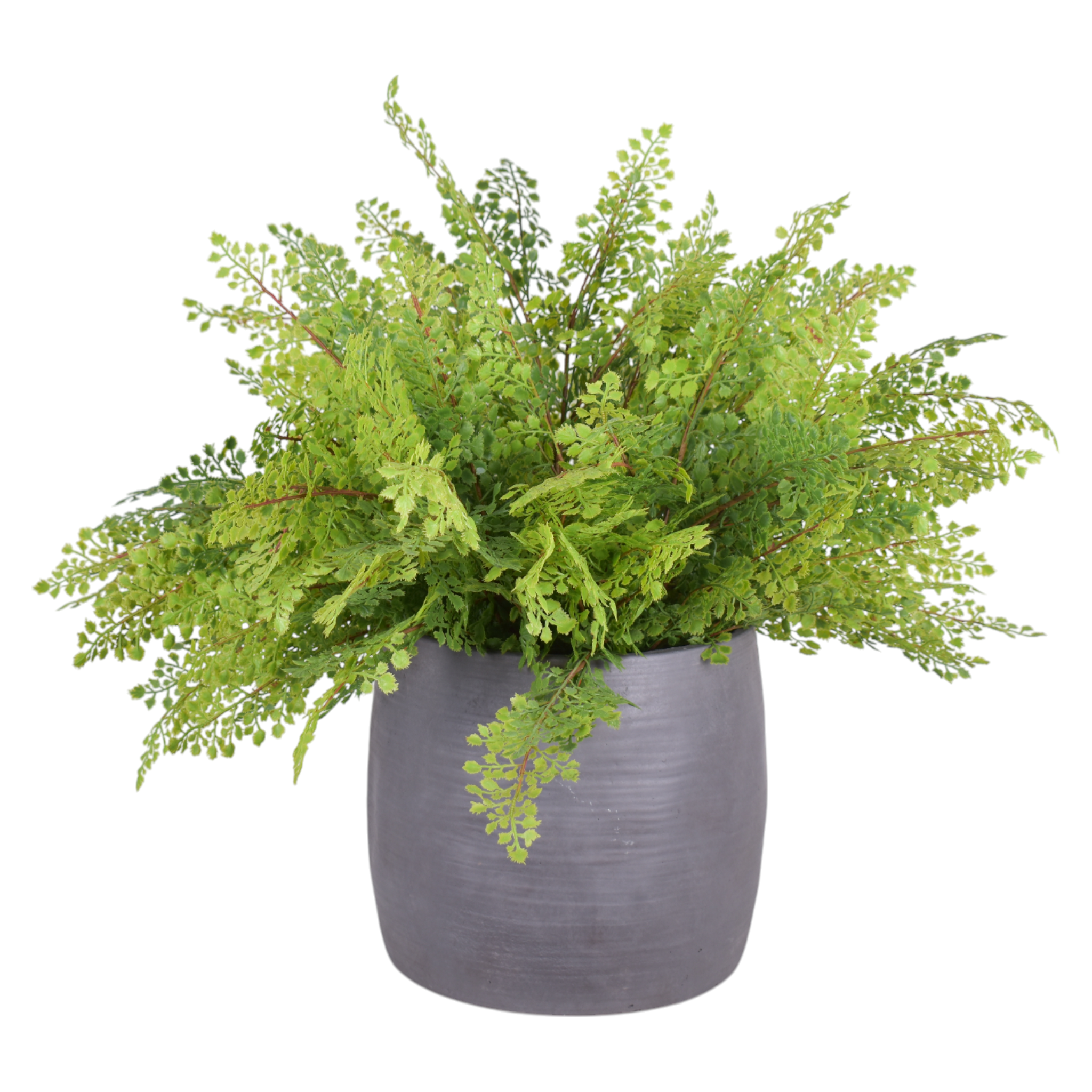 10" Crete Planter with Fern Arrangement   AR1017