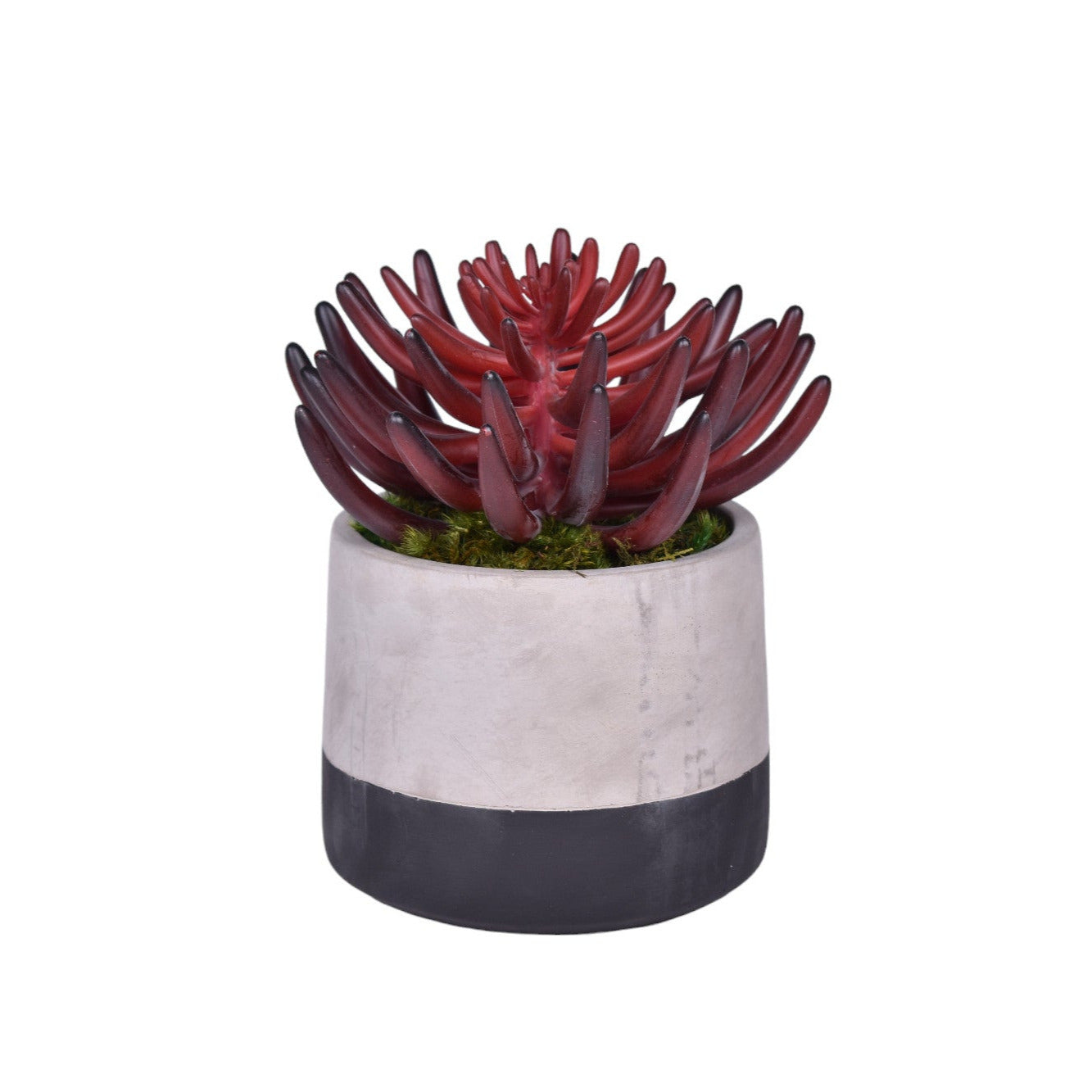7" Ashby Pot with Succulent  AR1033