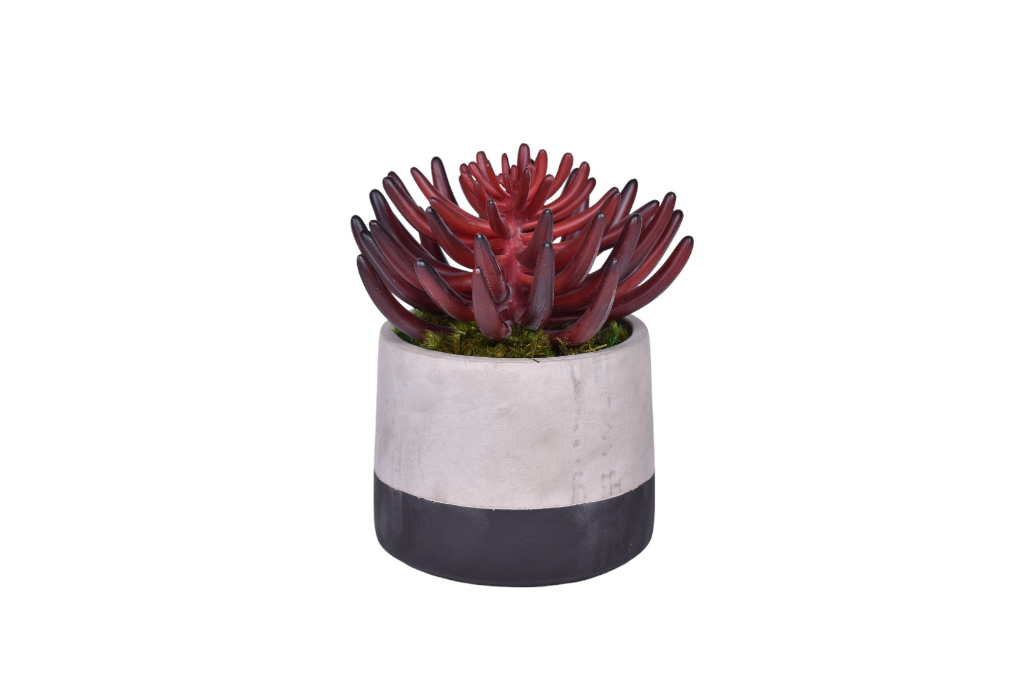 7" Ashby Pot with Succulent  AR1033