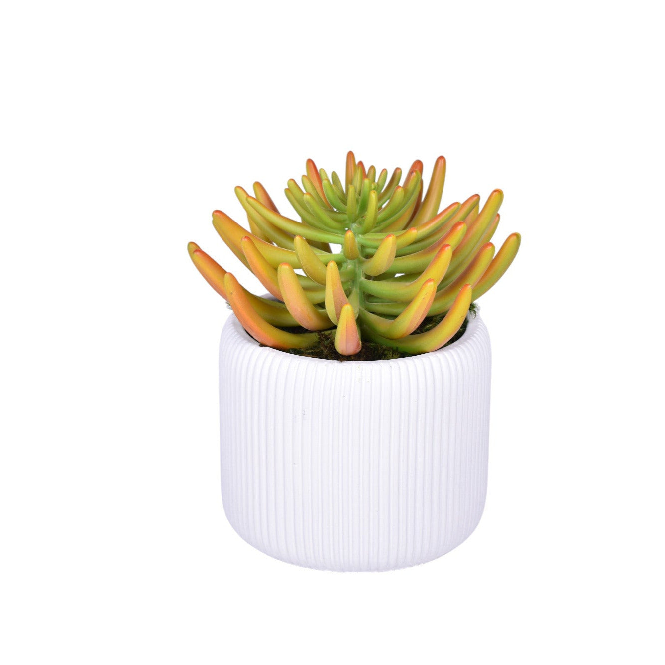 6" Lola Pot with Succulent Arrangement   AR1034