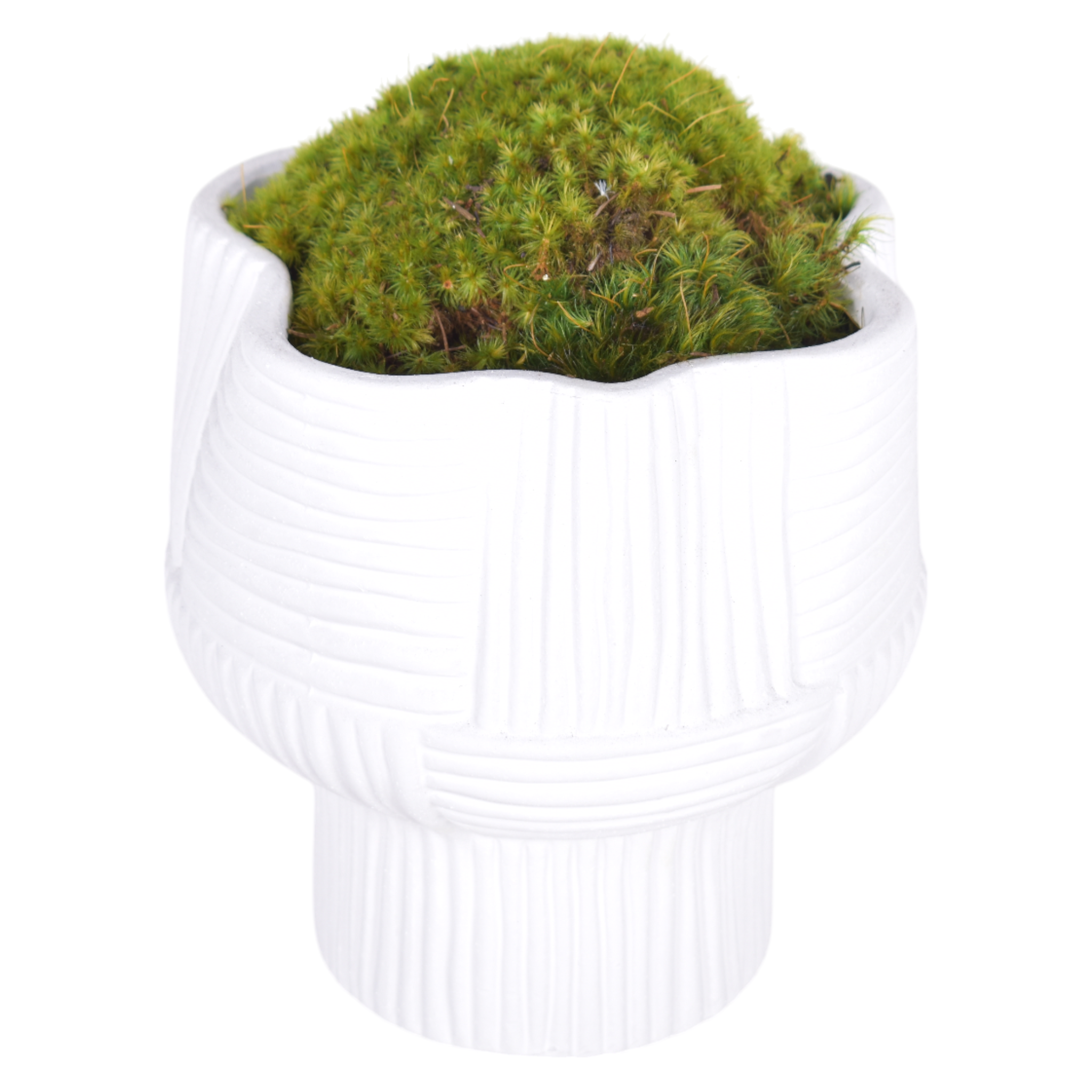 7.5" Turin Pot with Mood Moss Arrangement   AR1038