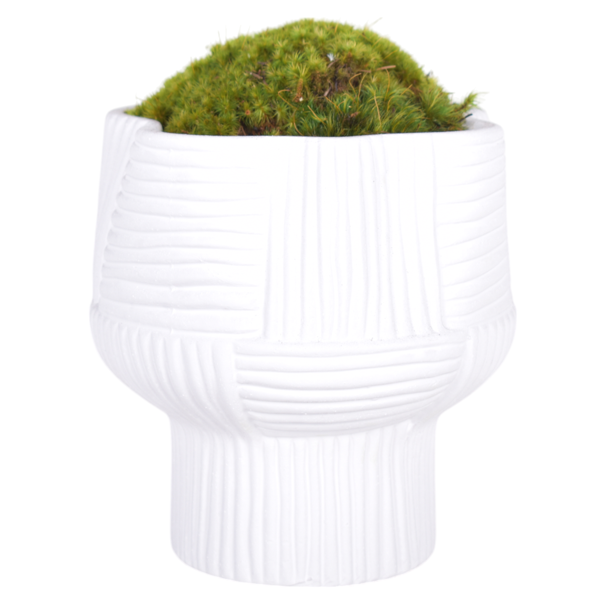 7.5" Turin Pot with Mood Moss Arrangement   AR1038