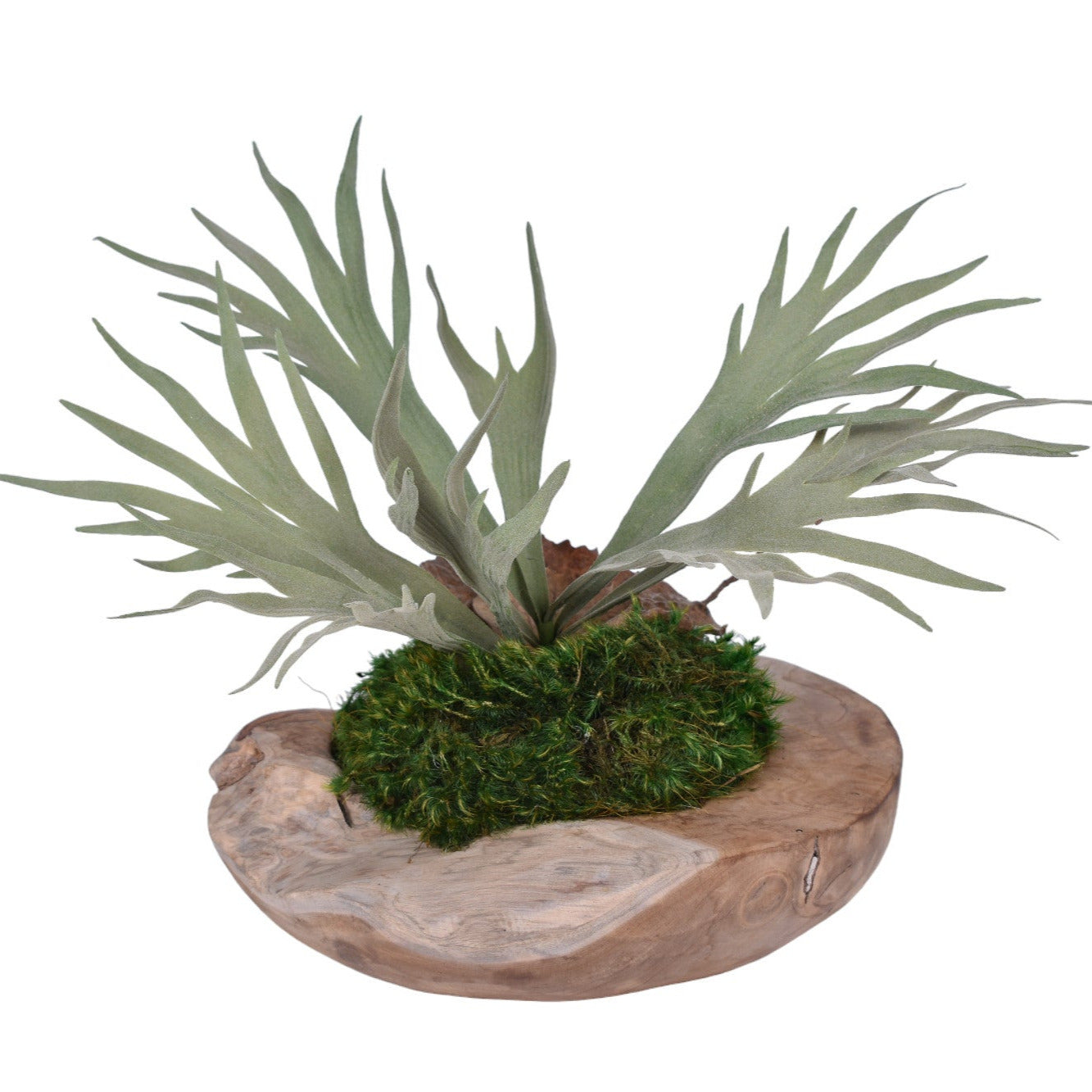 Stagfern in Java Teak Bowl with Moss    AR1105