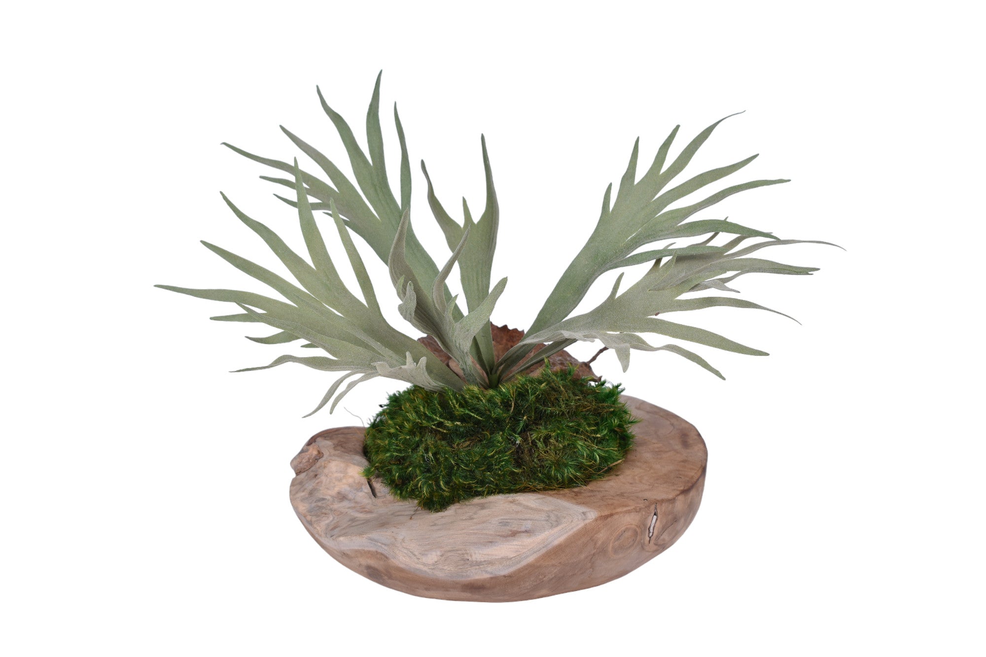 Stagfern in Java Teak Bowl with Moss    AR1105