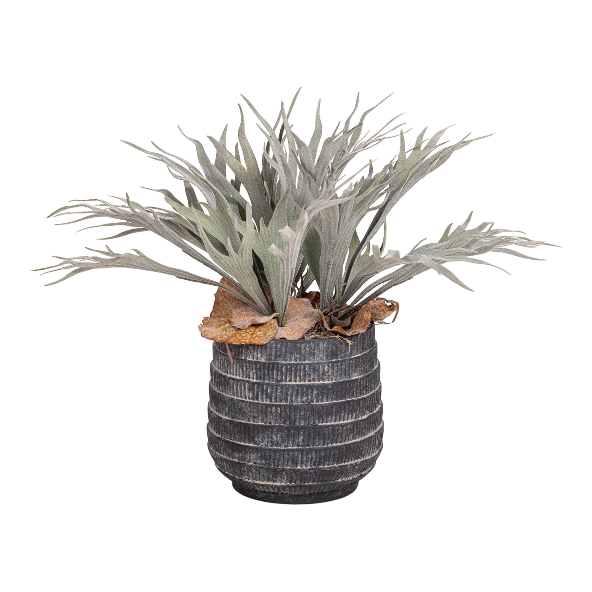 7" Zilla Pot with Staghorn Arrangement AR1156