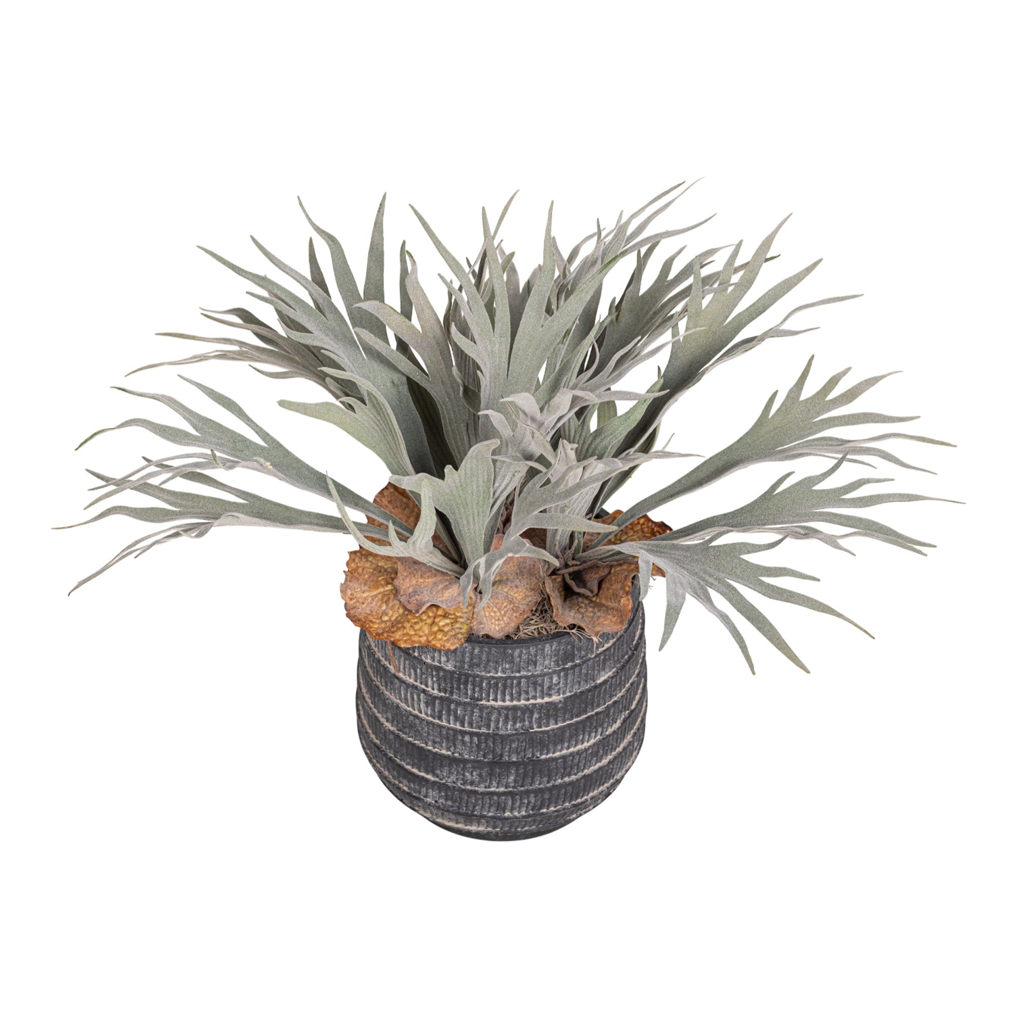 7" Zilla Pot with Staghorn Arrangement AR1156
