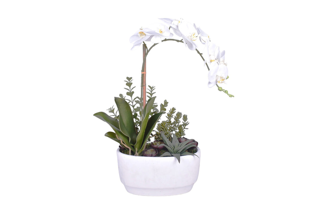 9" Glendale Bowl with Orchid and Succulents  AR1161