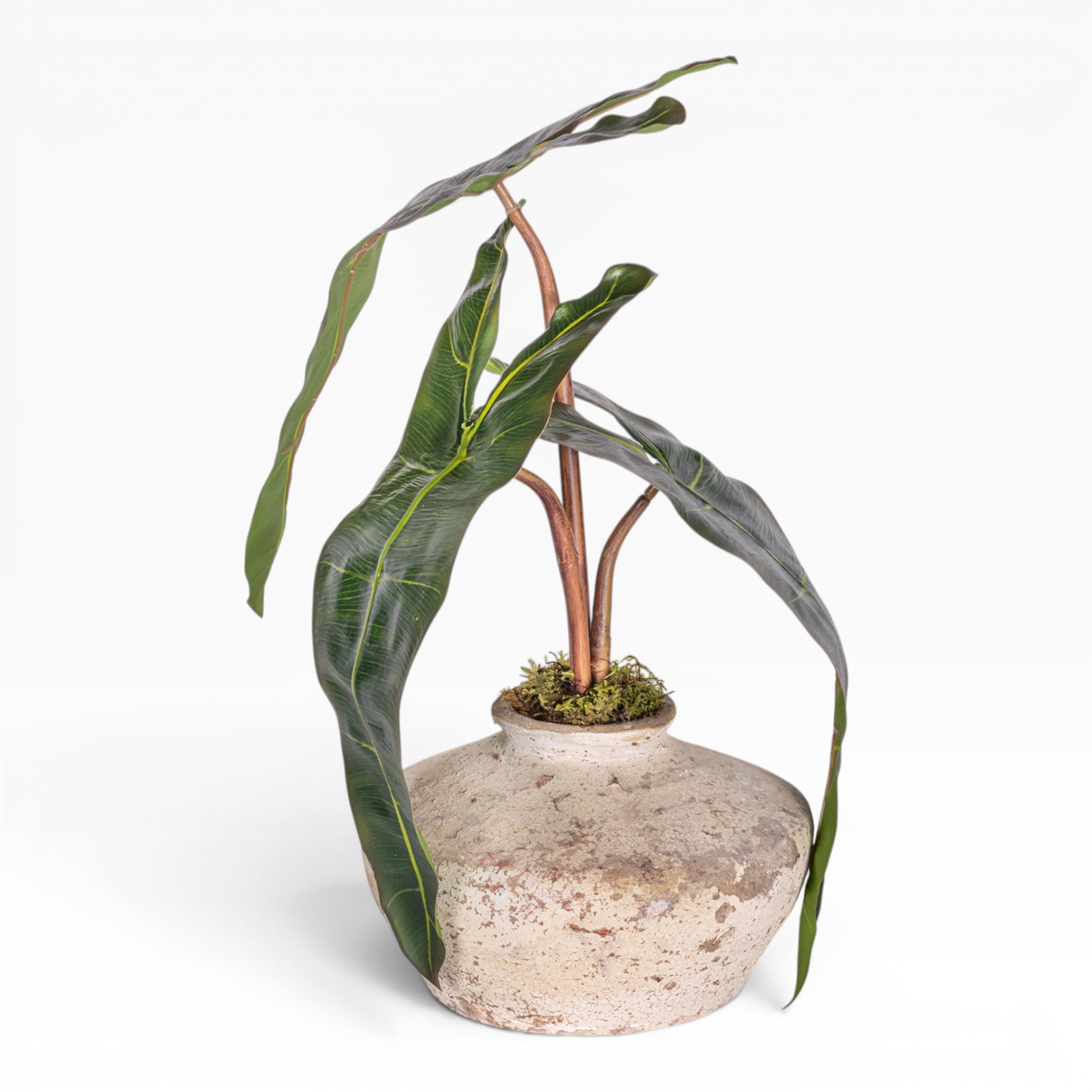 7" Loen Pot with Philodendron Stem Arrangement