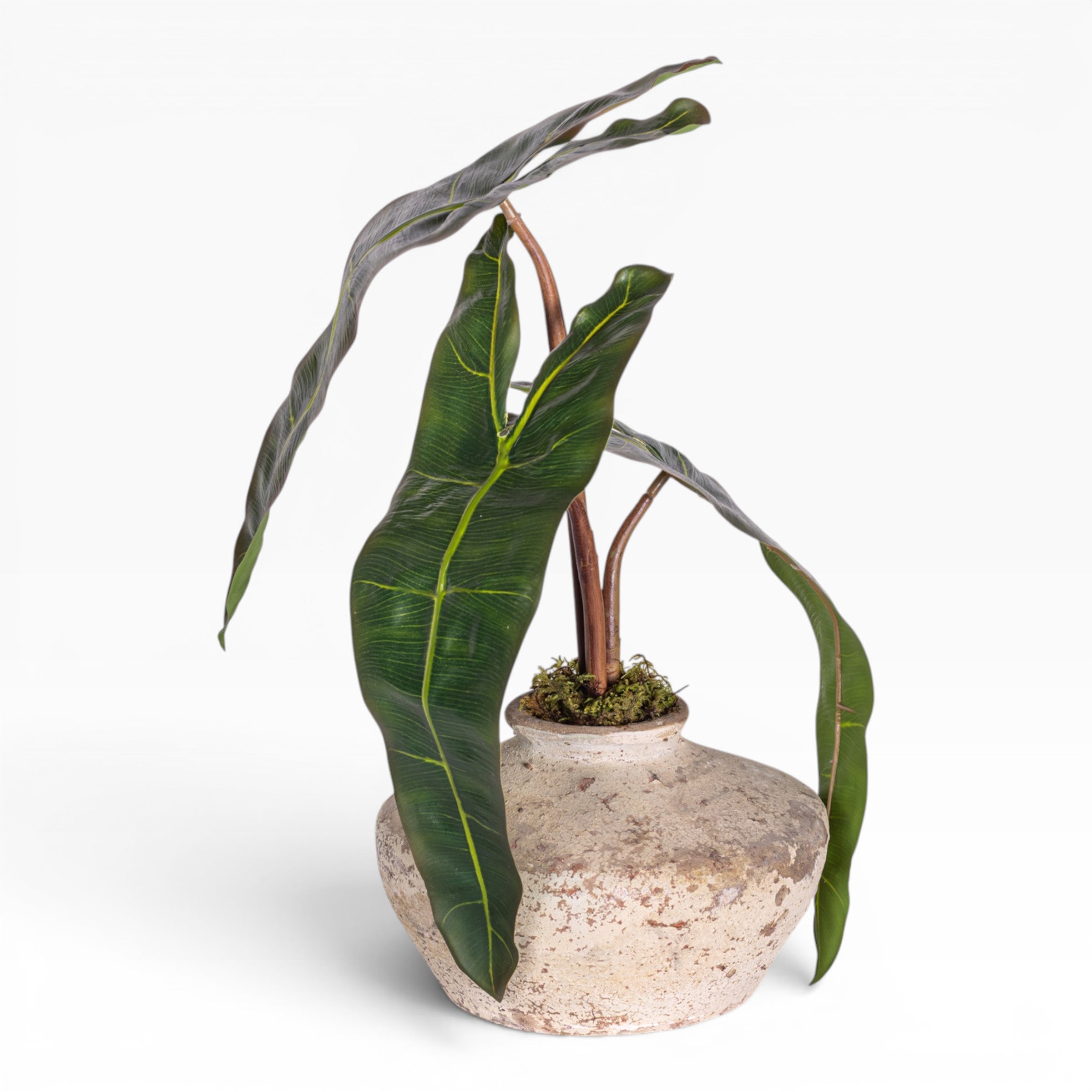 7" Loen Pot with Philodendron Stem Arrangement