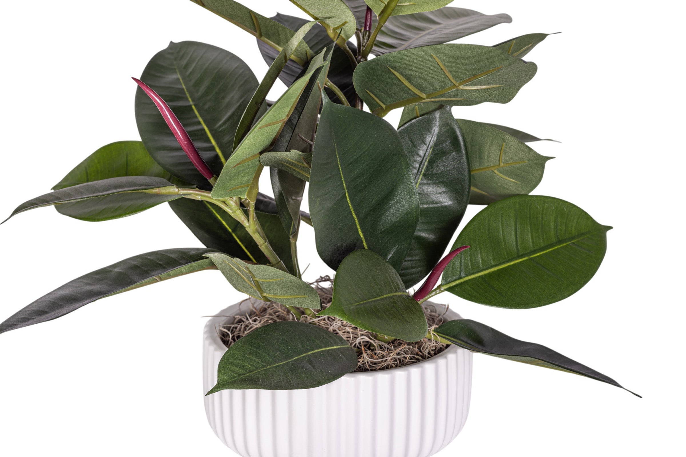 8" Wally Pot with Rubber Plant Arrangement AR1176
