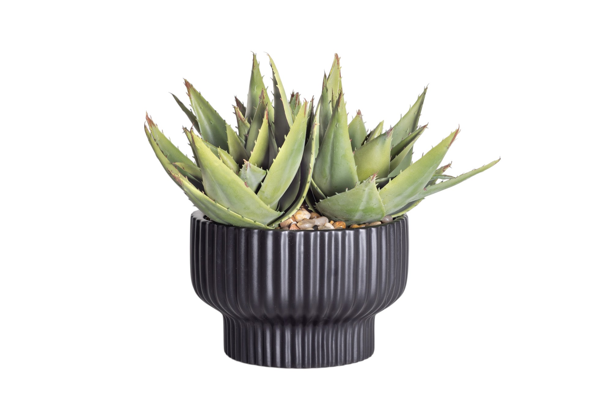 8" Black Wally Pot with Mixed Aloe Arrangement AR1183