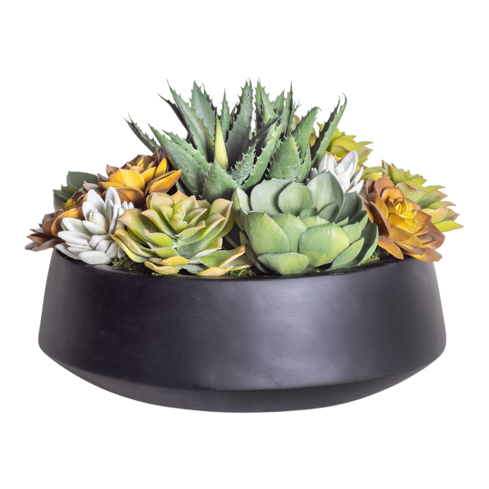 12" Black Edison Bowl with Low Mixed Succulent Arrangement AR1184