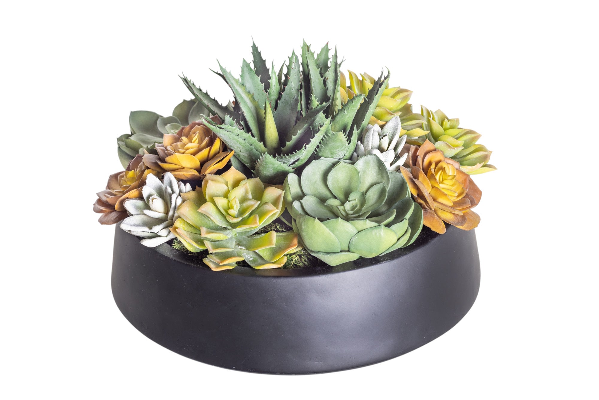 12" Black Edison Bowl with Low Mixed Succulent Arrangement AR1184
