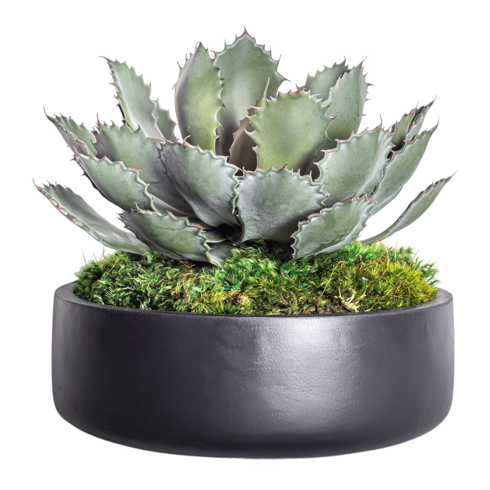 11" Ryker Bowl with Echeveria Stem AR1189