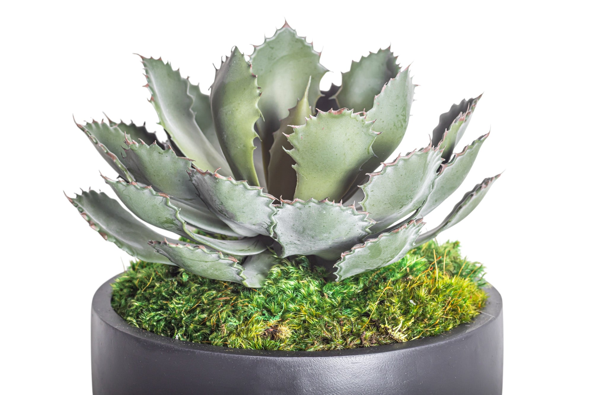 11" Ryker Bowl with Echeveria Stem AR1189