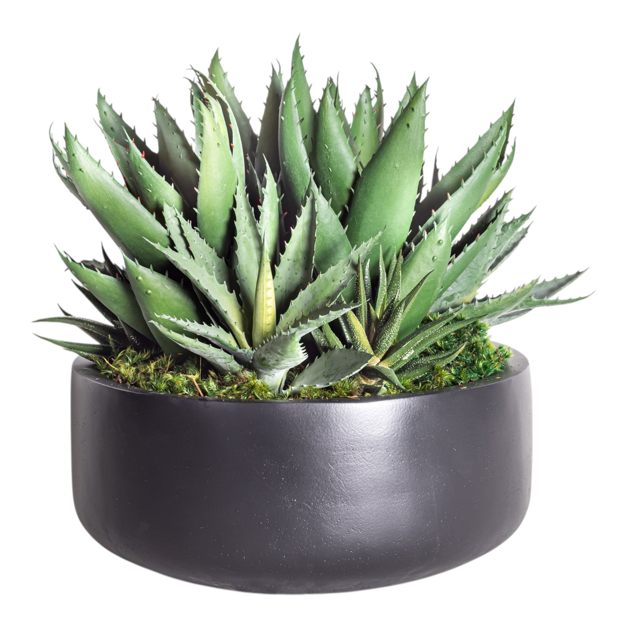 12" Ryker Bowl with Mixed Aloe Arrangement AR1192