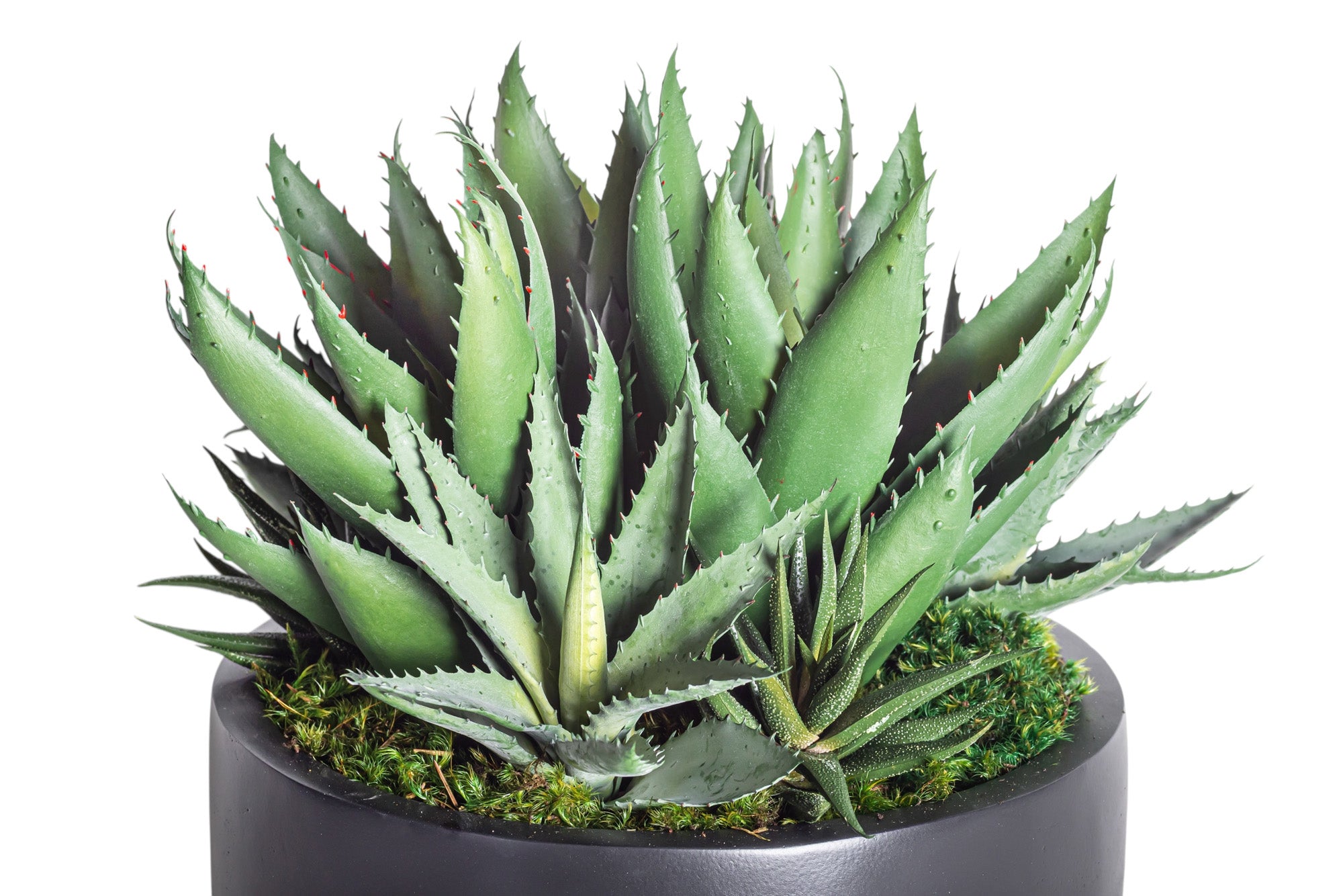 12" Ryker Bowl with Mixed Aloe Arrangement AR1192