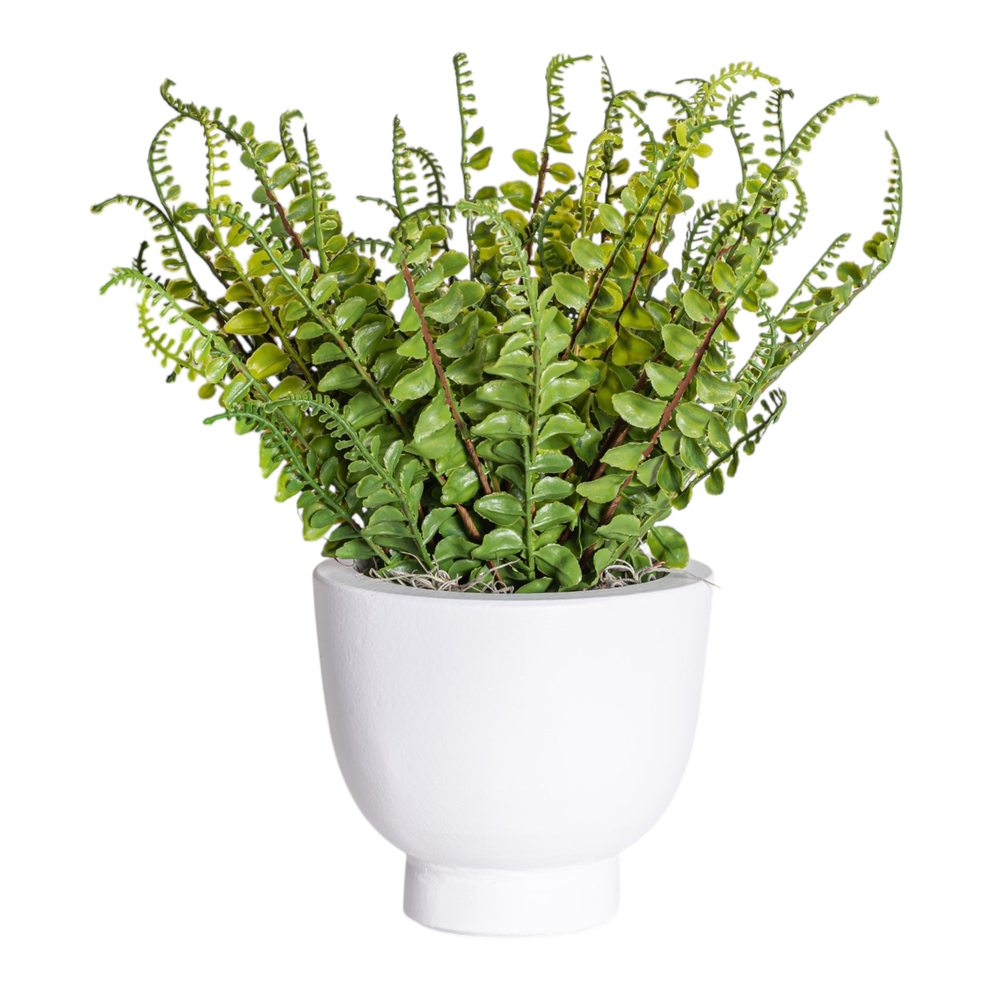 6" White Mack Compote with Fern Arrangement AR1198