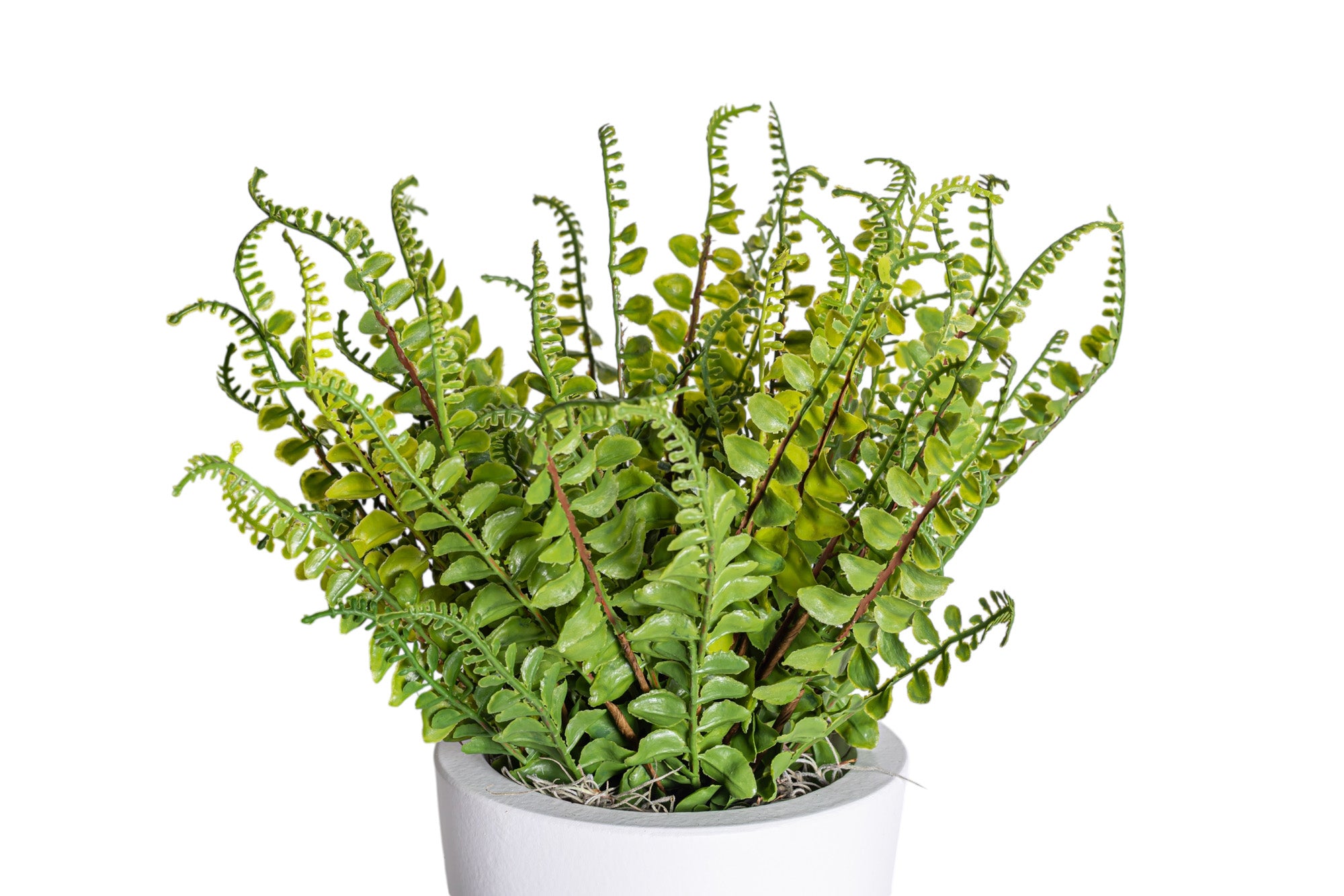6" White Mack Compote with Fern Arrangement AR1198