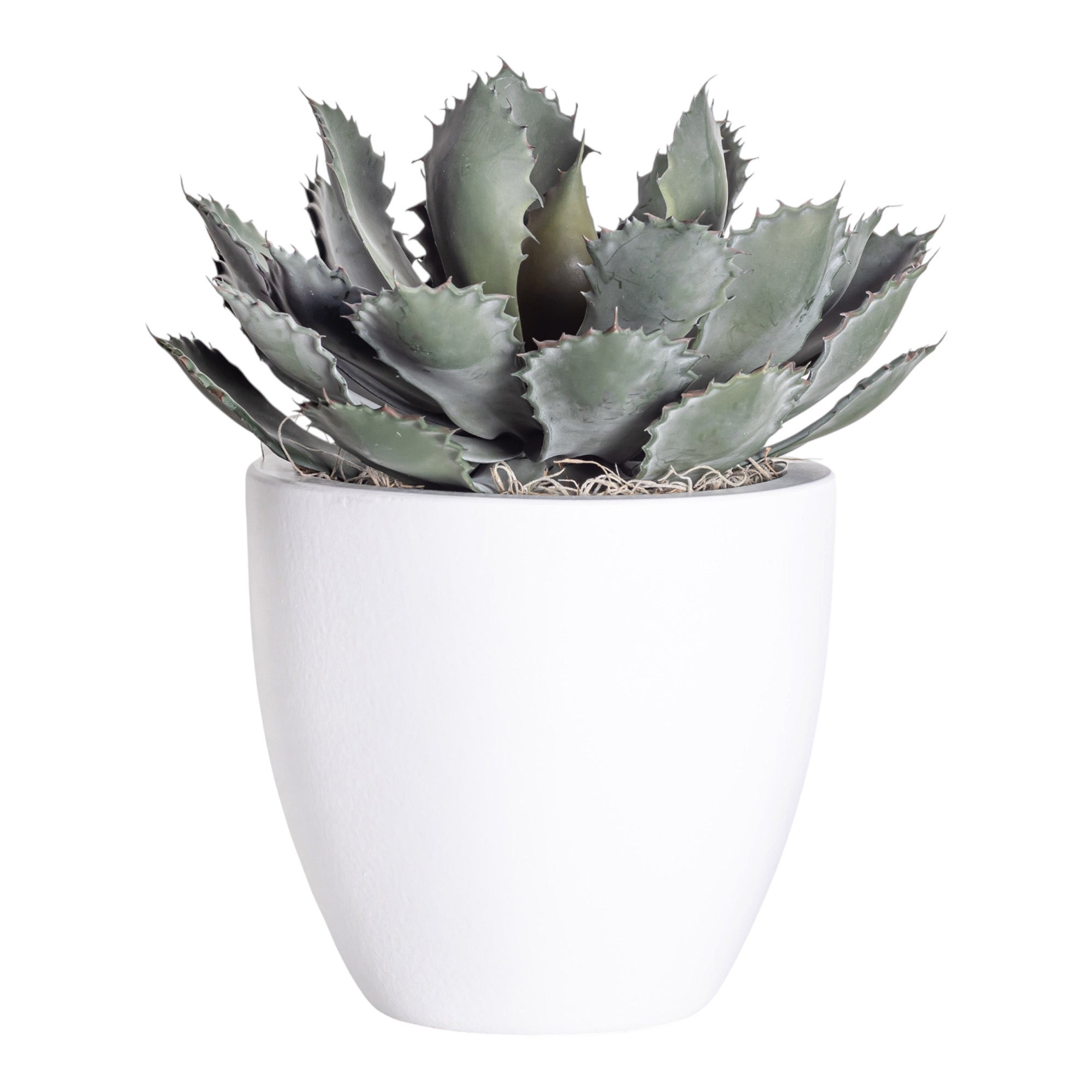 9" White Mack Pot with Echeveria Arrangement AR1199