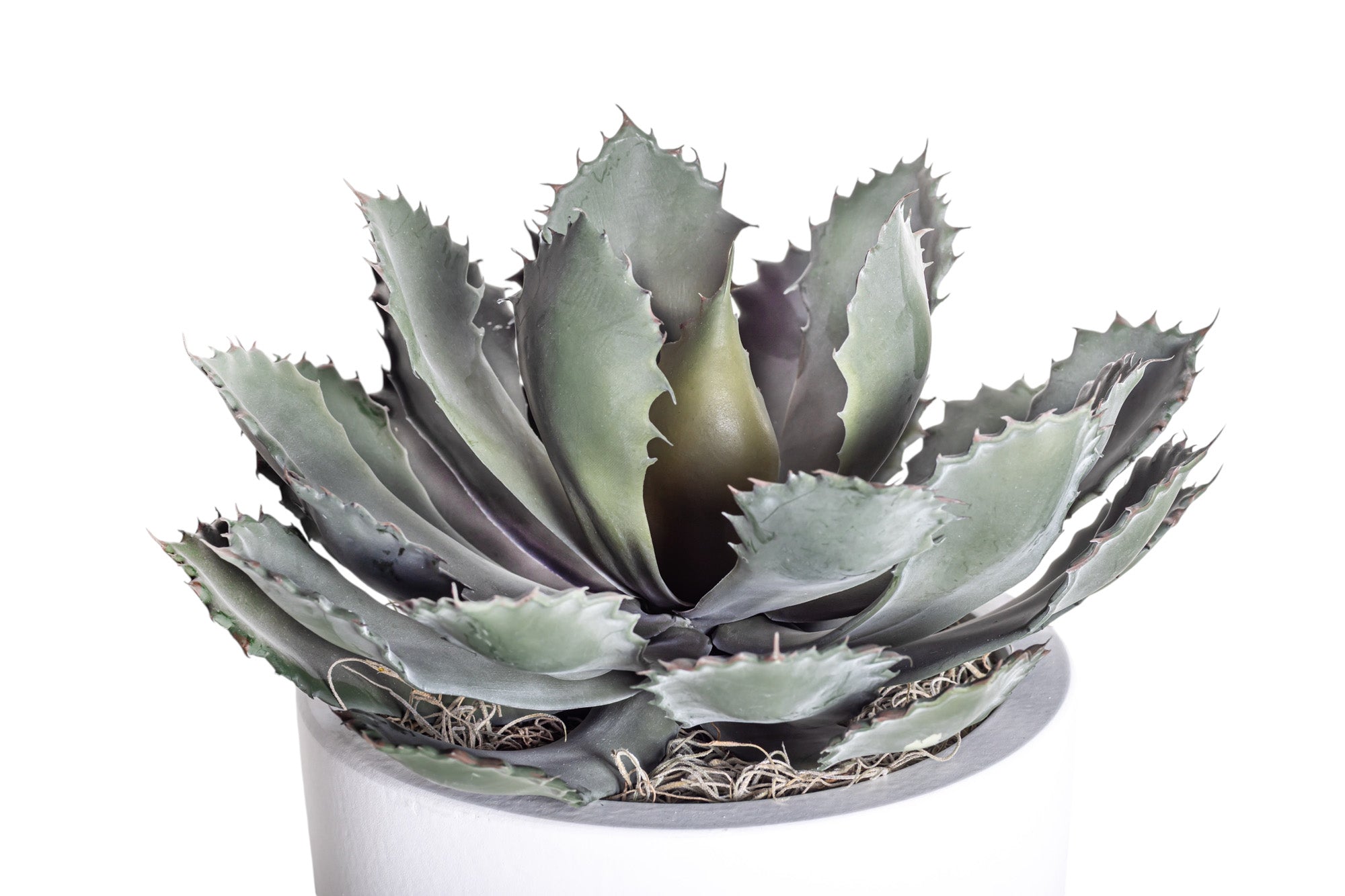 9" White Mack Pot with Echeveria Arrangement AR1199
