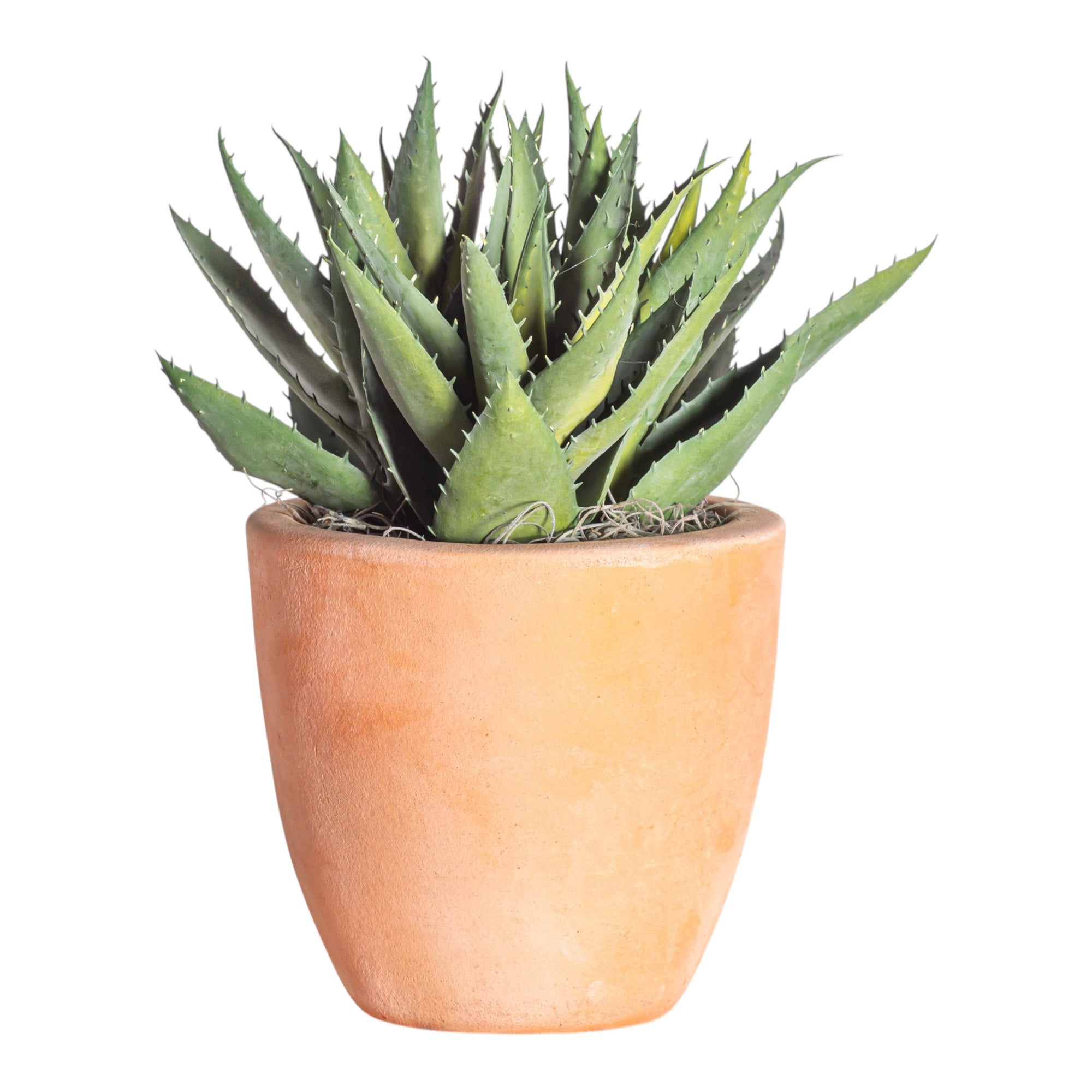 6" Terracotta Mack Pot with Aloe Arrangement AR1203