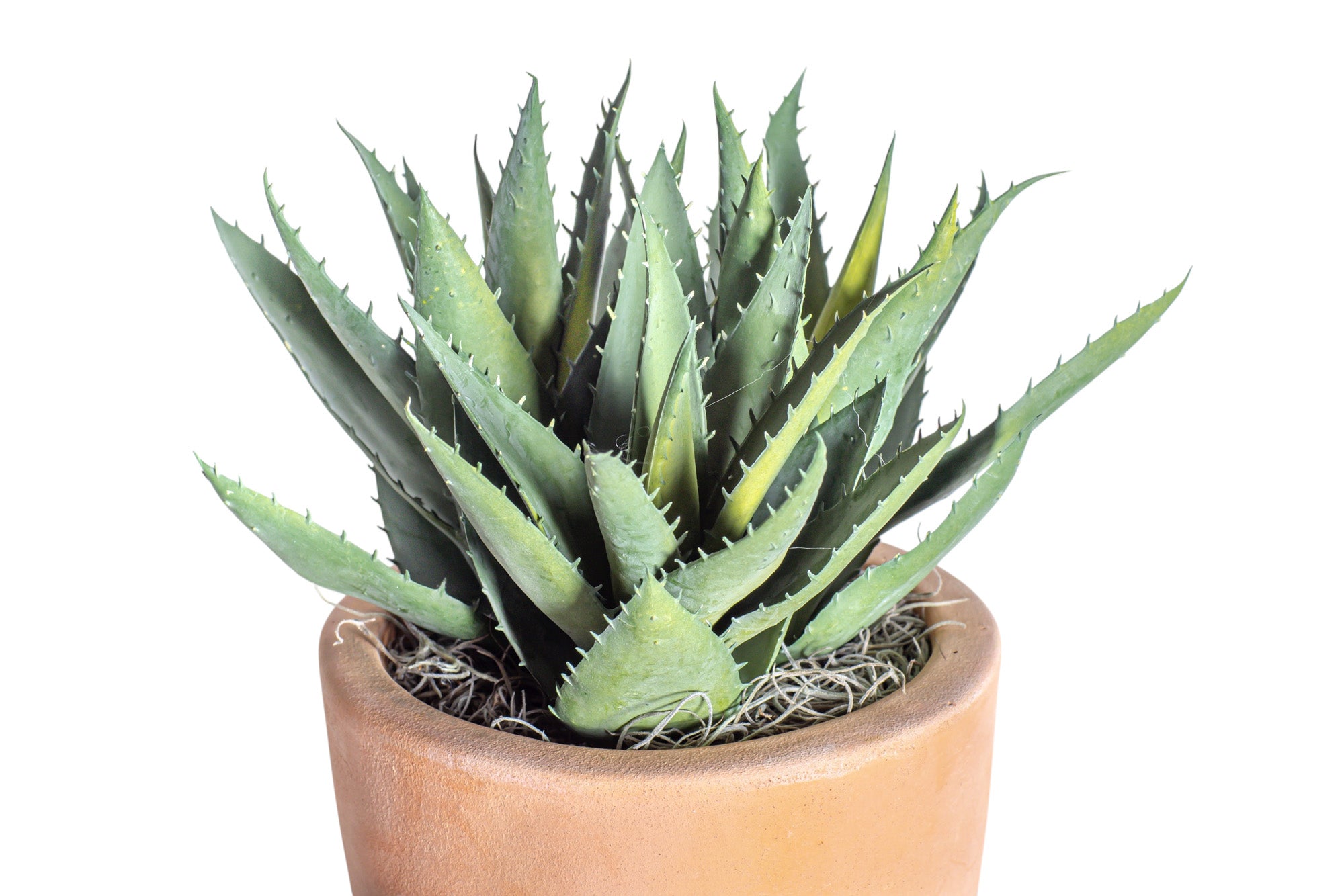 6" Terracotta Mack Pot with Aloe Arrangement AR1203