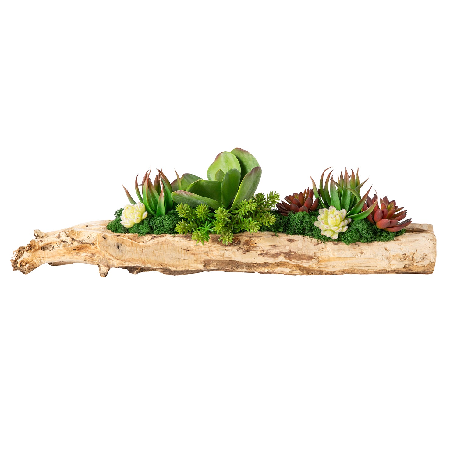 36" Charleston Driftwood with Succulent Arrangement AR1210