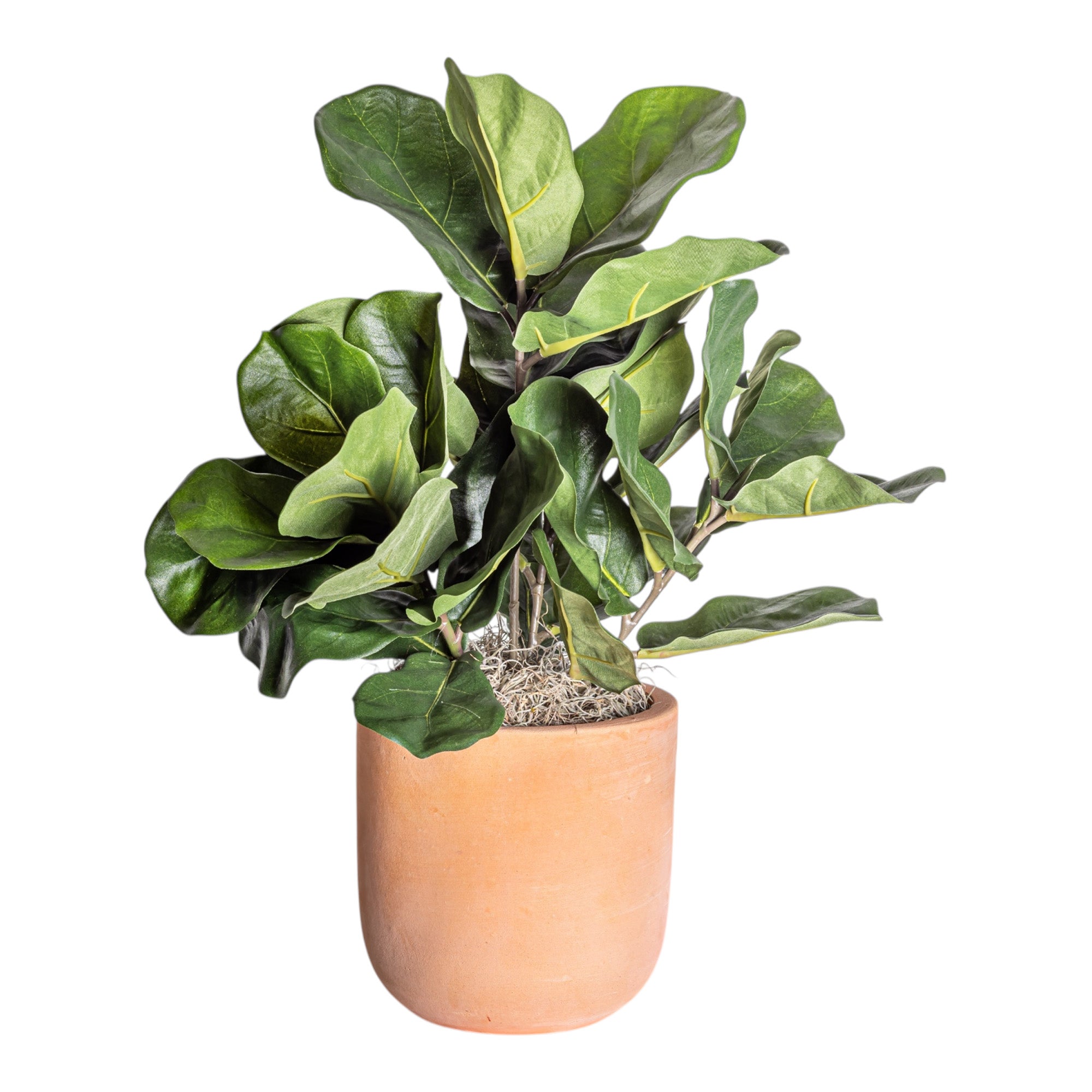 7" Kobe Planter with Potted Fiddle Plant AR1214