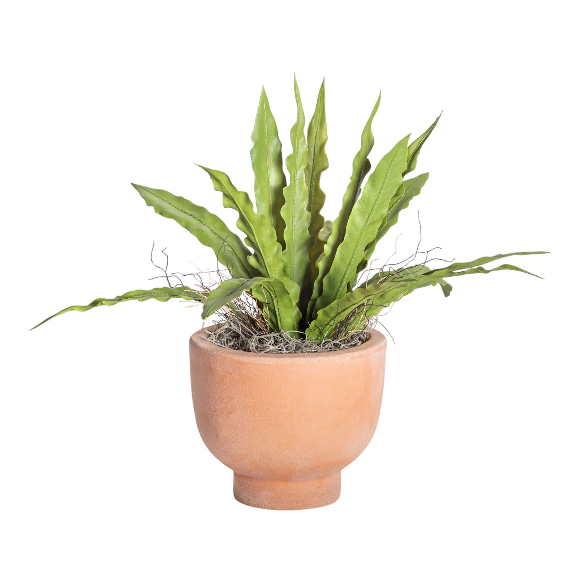 6" Terracotta Mack Compote with Birds Nest Fern Arrangement AR1216