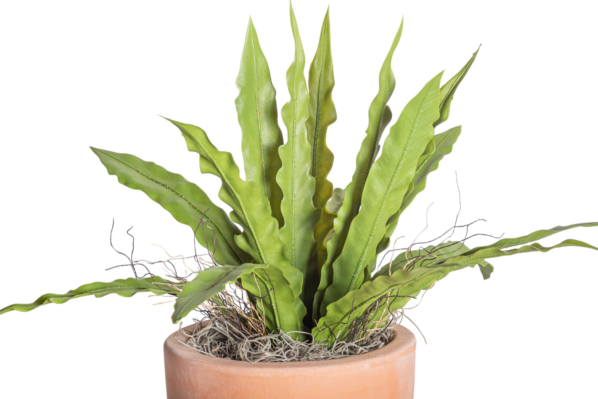 6" Terracotta Mack Compote with Birds Nest Fern Arrangement AR1216