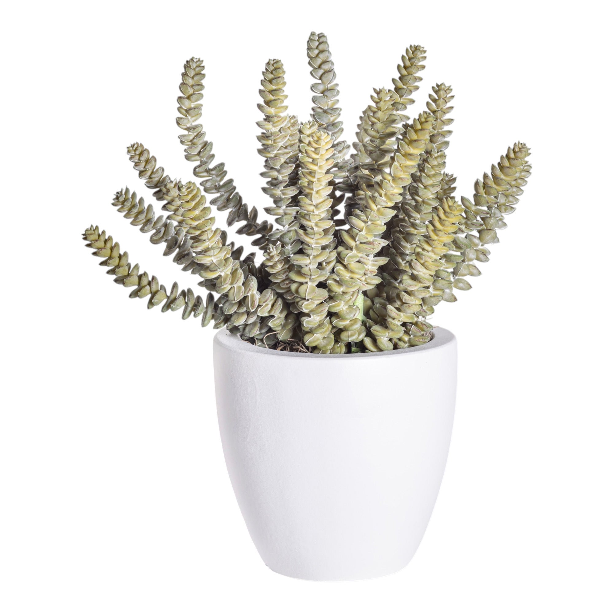 6" White Mack Pot with Sedum Arrangement AR1218
