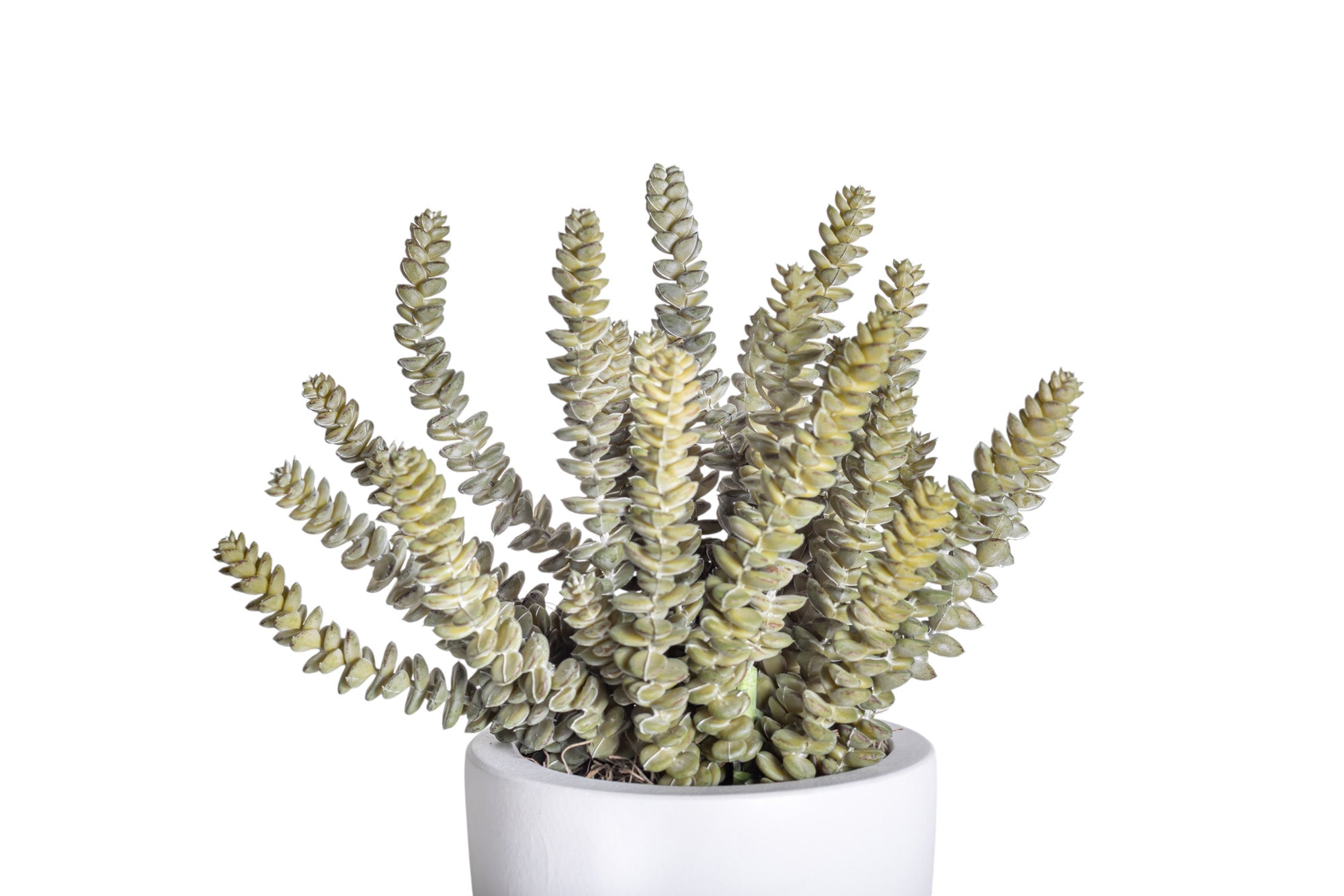 6" White Mack Pot with Sedum Arrangement AR1218