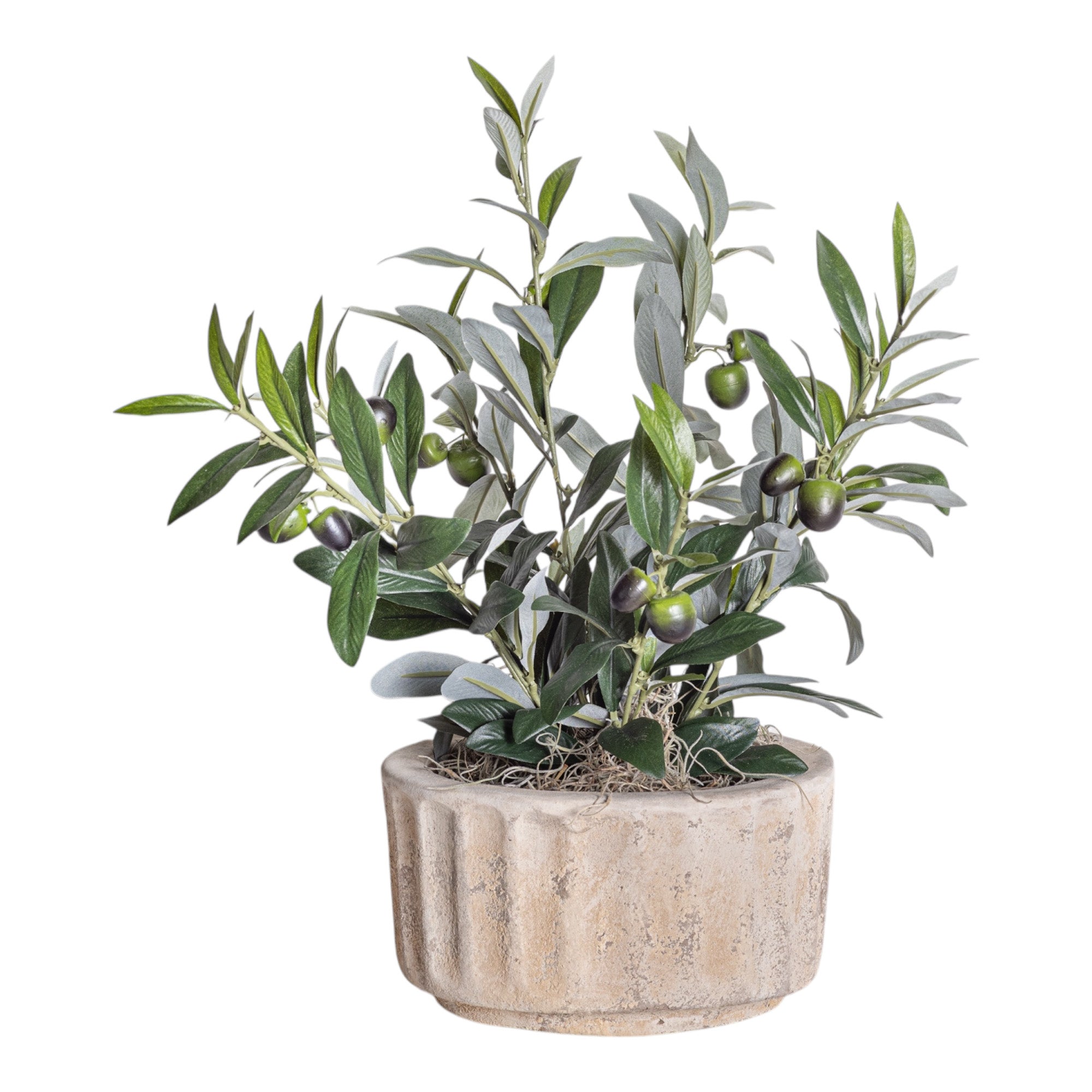 8" Verona Planter with Potted Olive Plant AR1229