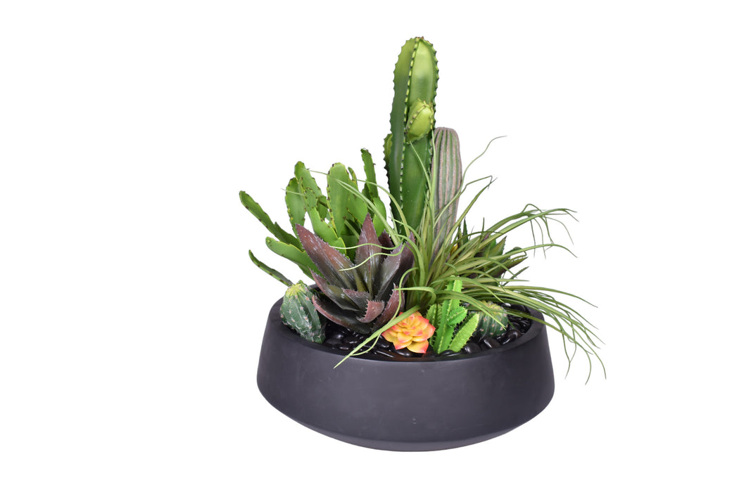 Edison Bowl with Cactus and Succulent Arrangement   AR1239