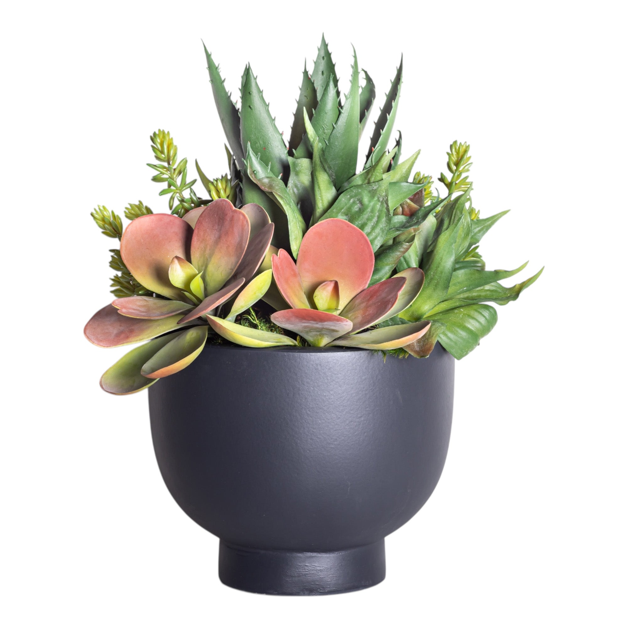 9" Black Mack Compote with Mixed Succulent Arrangement AR1239