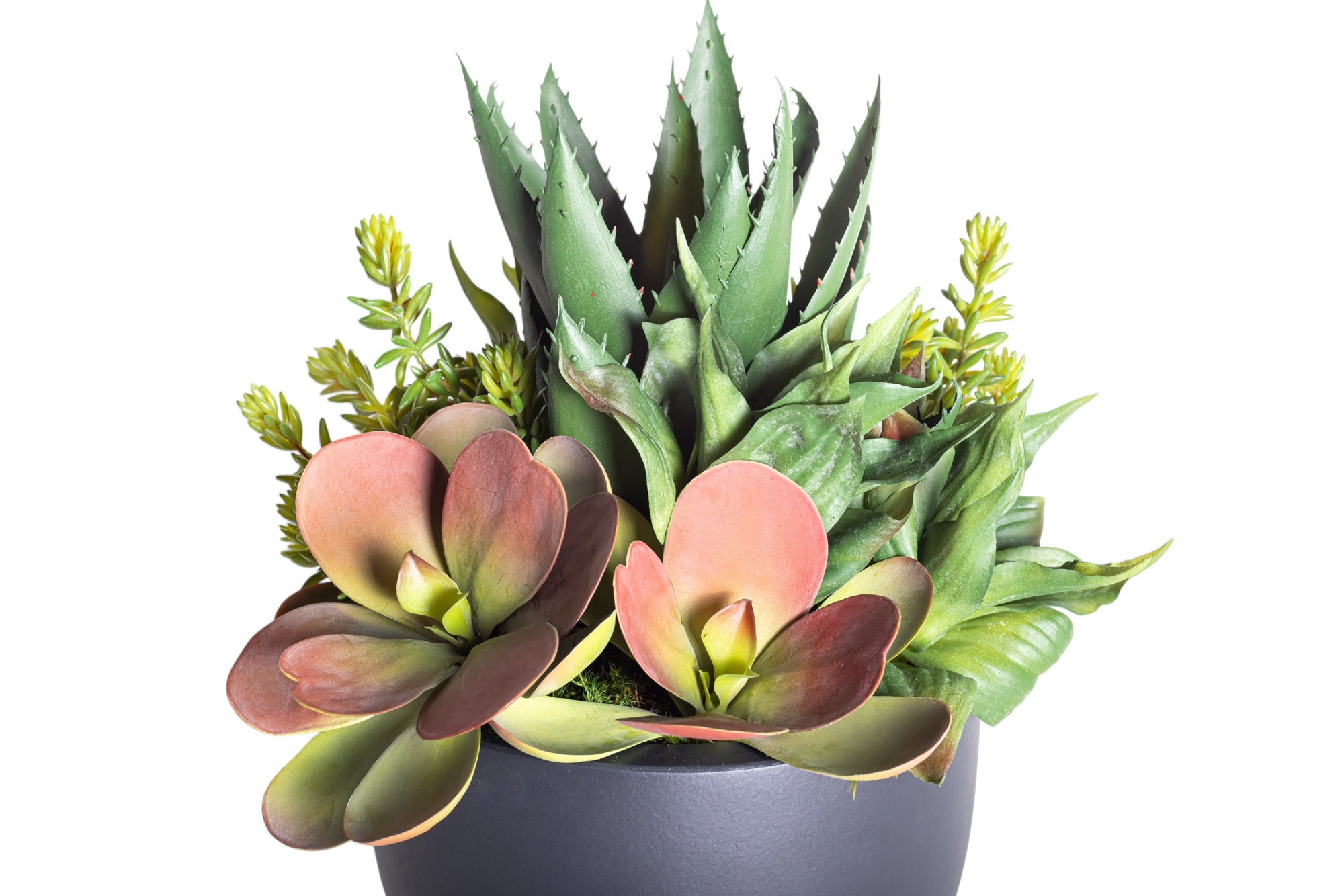 9" Black Mack Compote with Mixed Succulent Arrangement AR1239