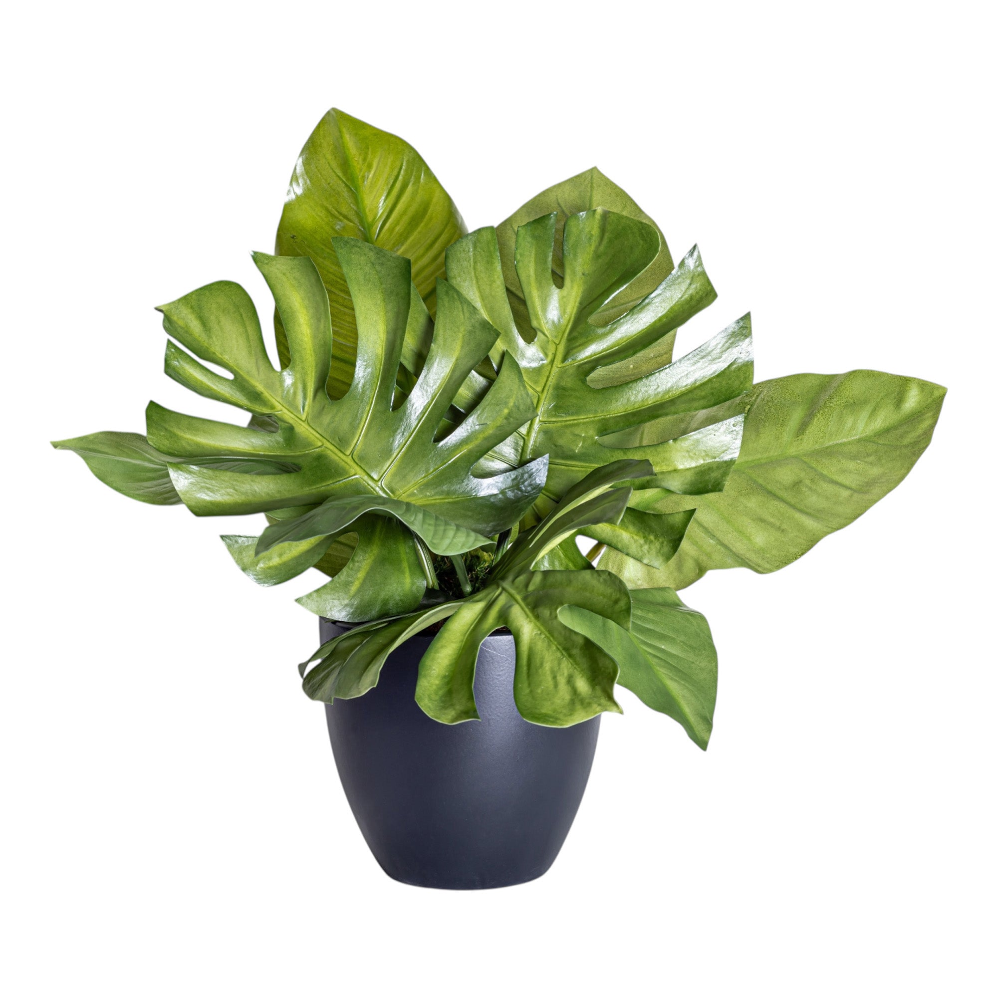9" Black Mack Pot with Mixed Palm Arrangement AR1244