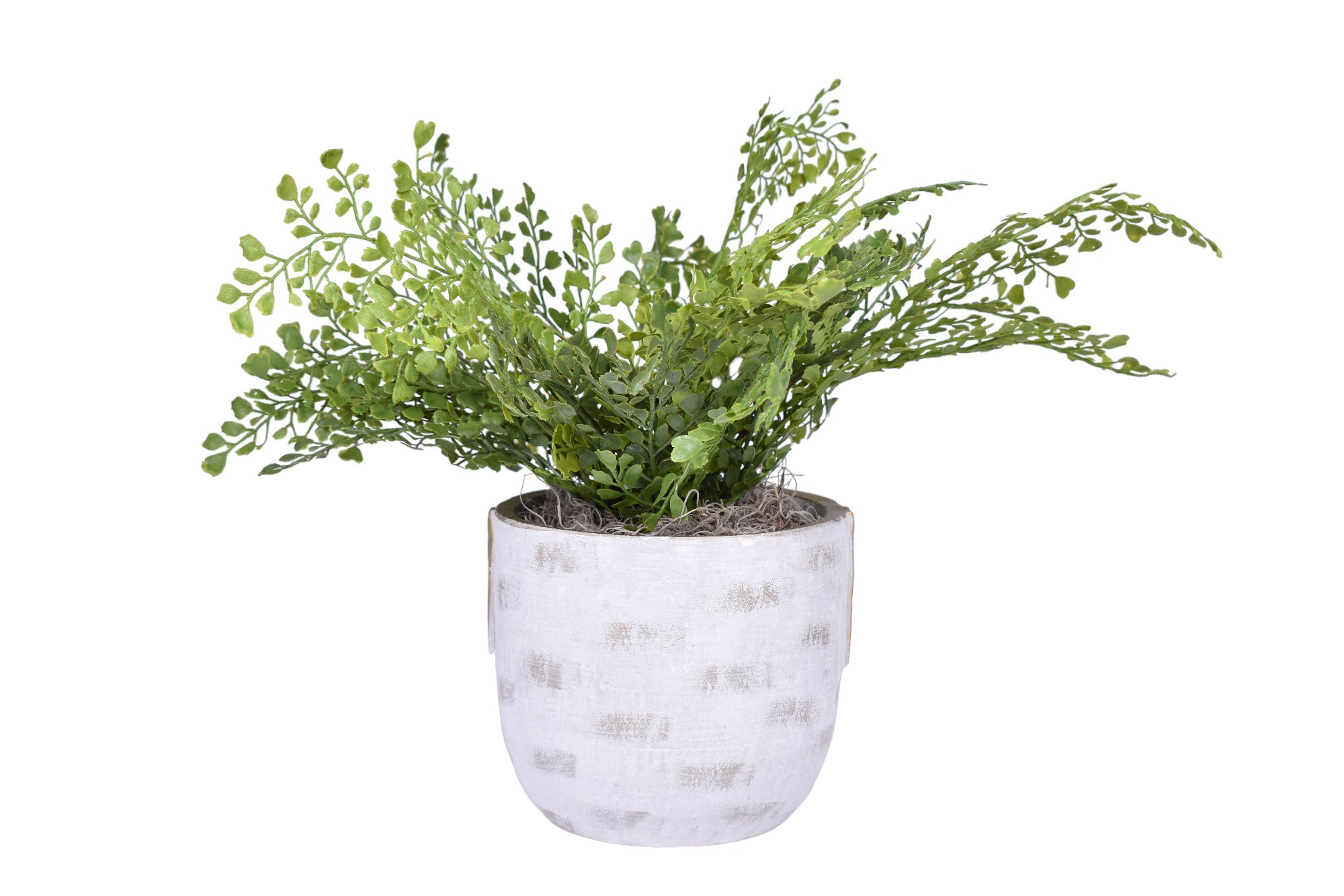 6" Callista Pot with Fern   AR1259