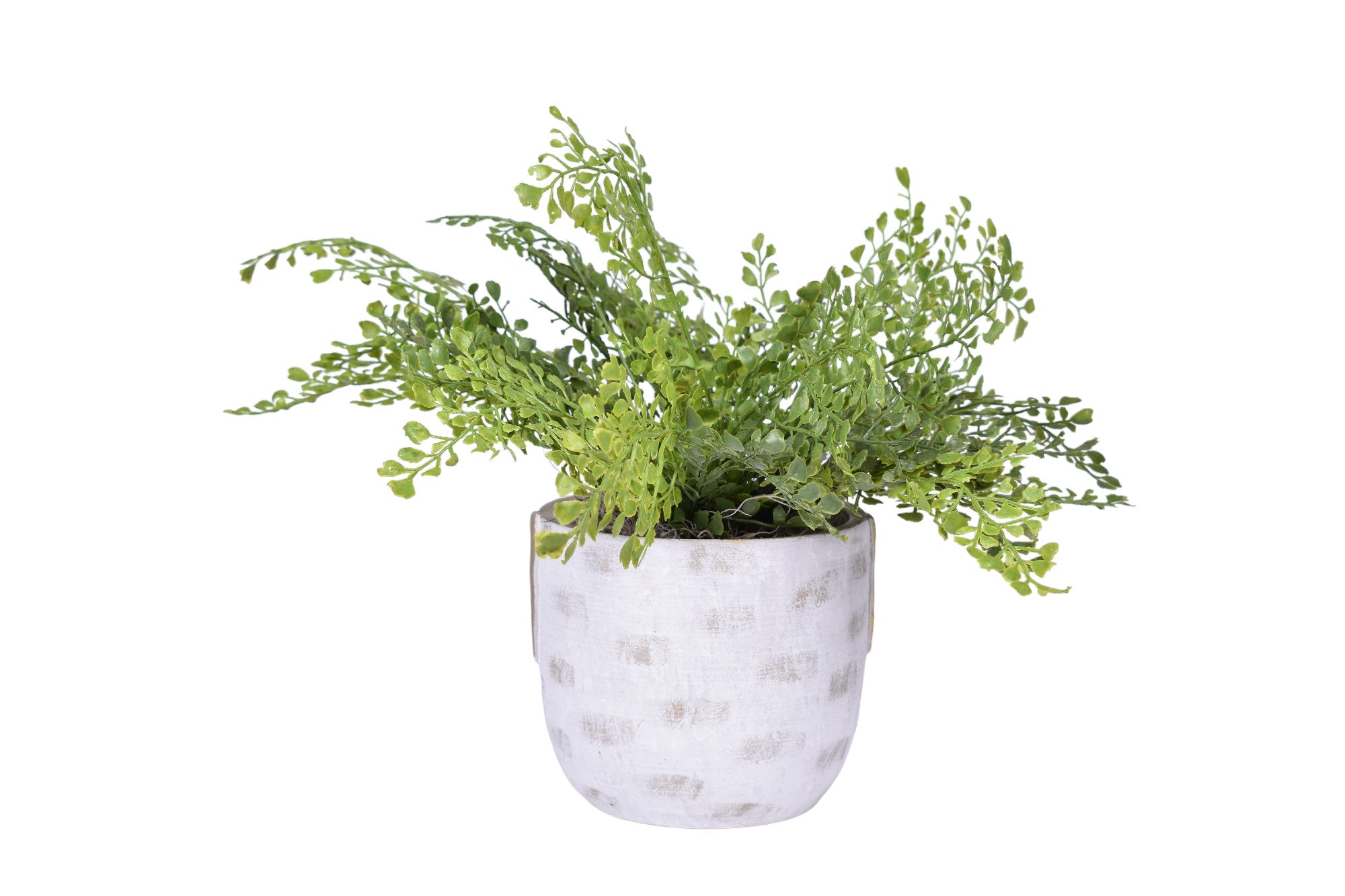 6" Callista Pot with Fern   AR1259