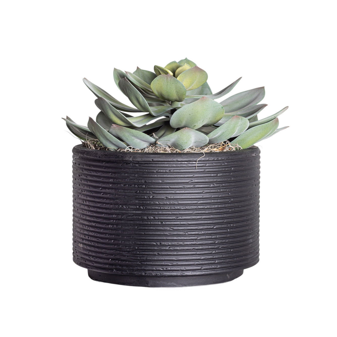 Nyah Planter with Echeveria Stem AR1273