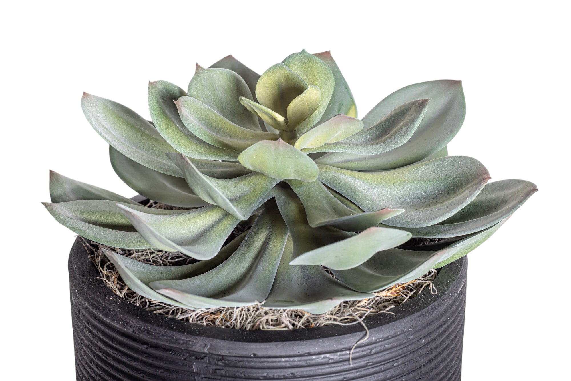Nyah Planter with Echeveria Stem AR1273