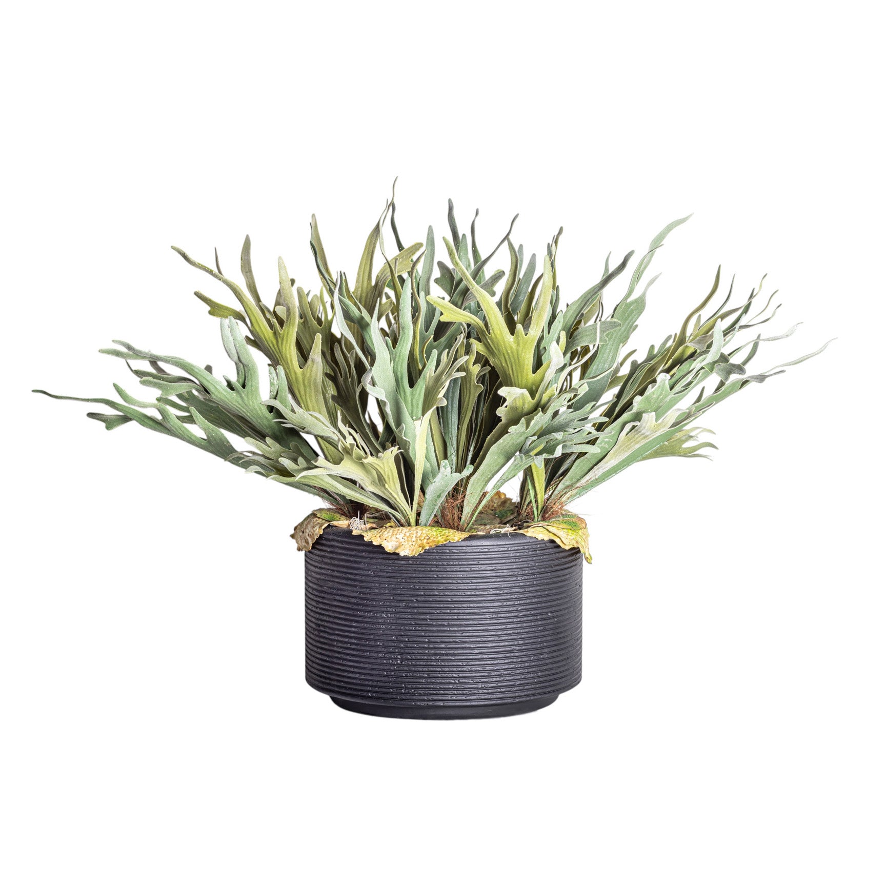 Nyah Planter with Staghorn Fern Arrangement AR1274