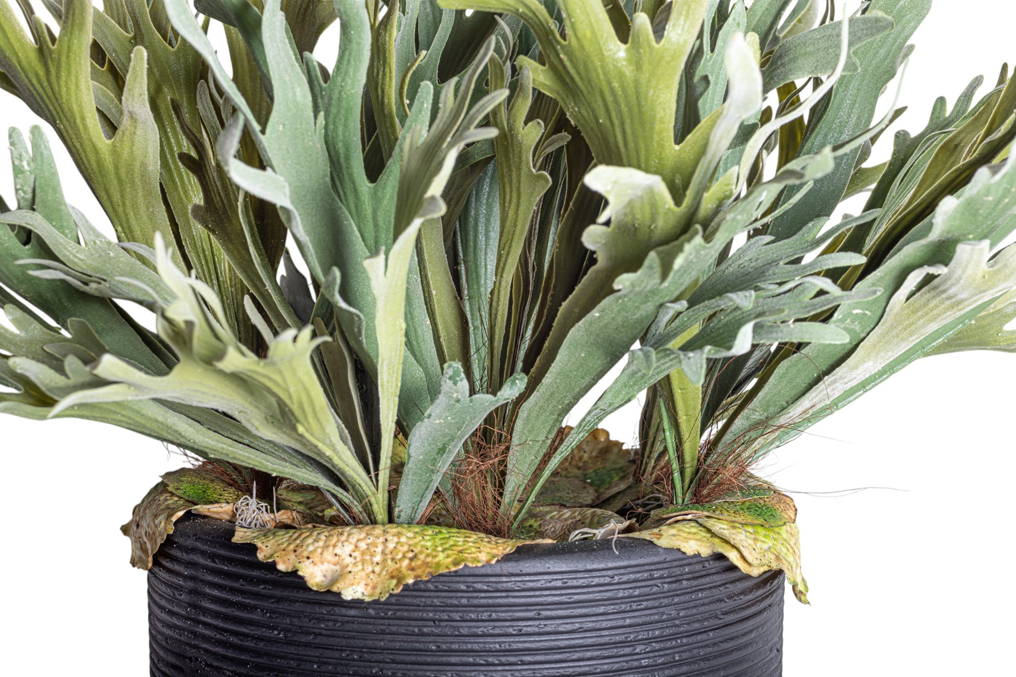 Nyah Planter with Staghorn Fern Arrangement AR1274