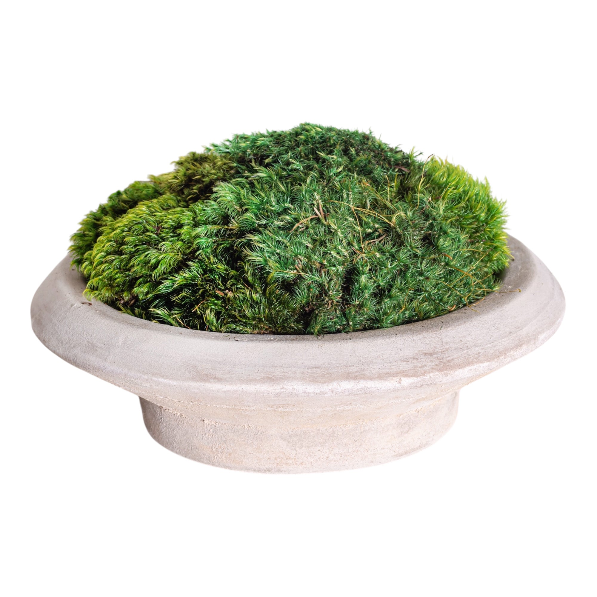 12" Sayulita Footed Saucer with Mood Moss Arrangement AR1279