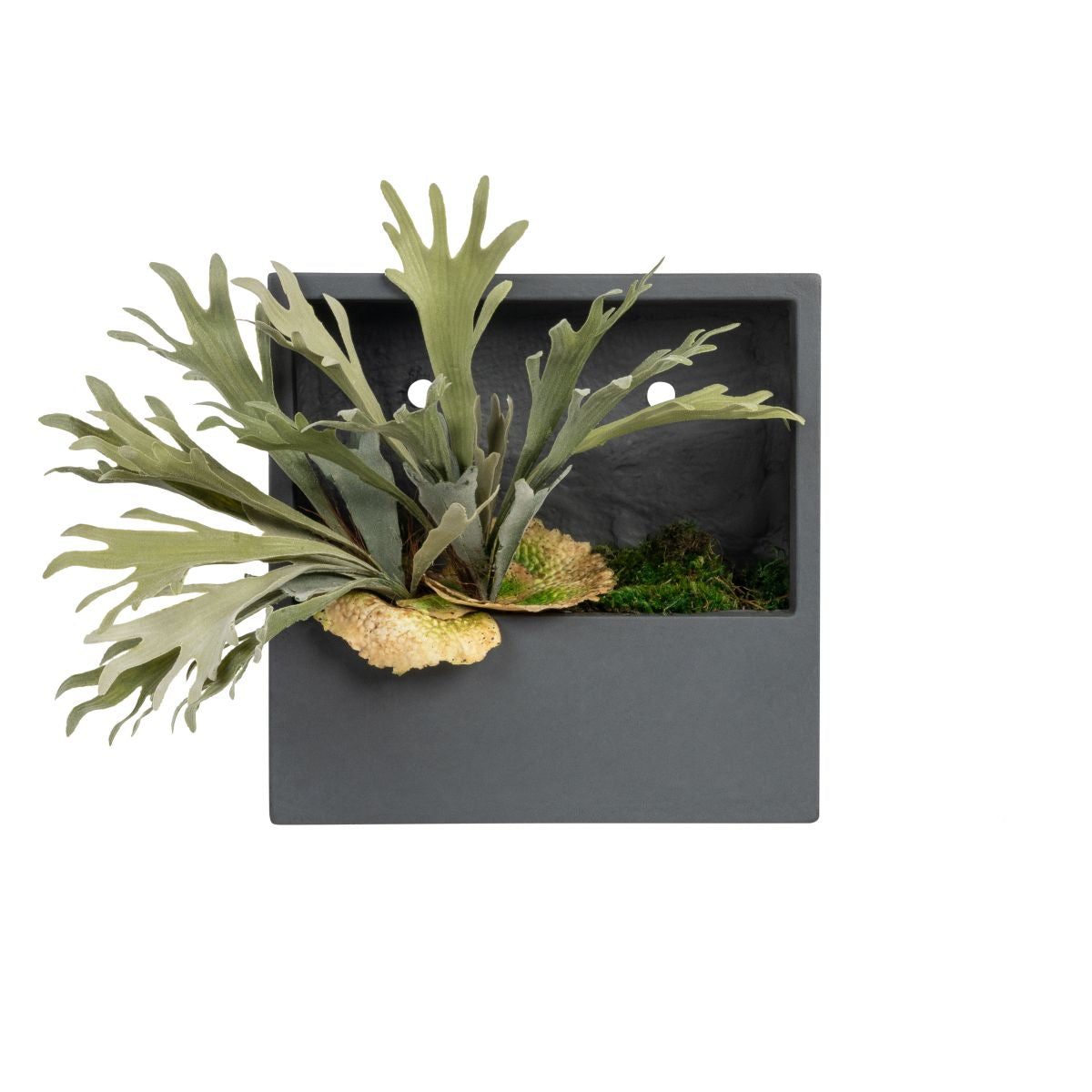 Small Piper Square Wall Hanger with Staghorn Fern   AR1822