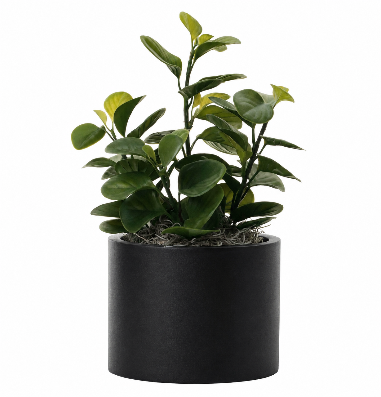 6” Harley Pot with Lily Leaf Plant  AR1282