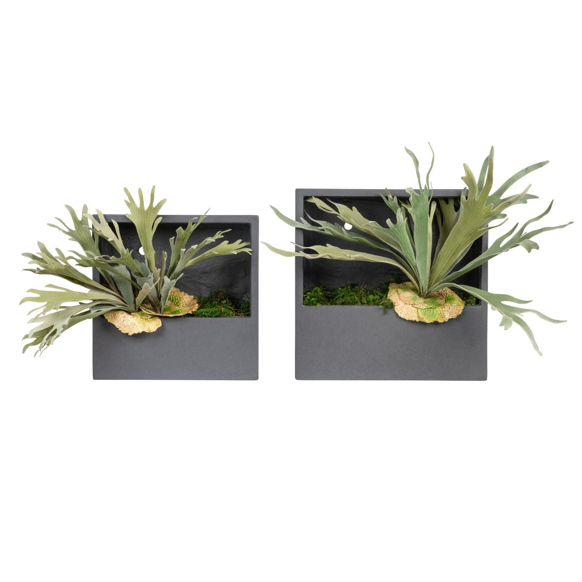 Piper Square Wall Hanger Duo with Staghorn Ferns   AR1823