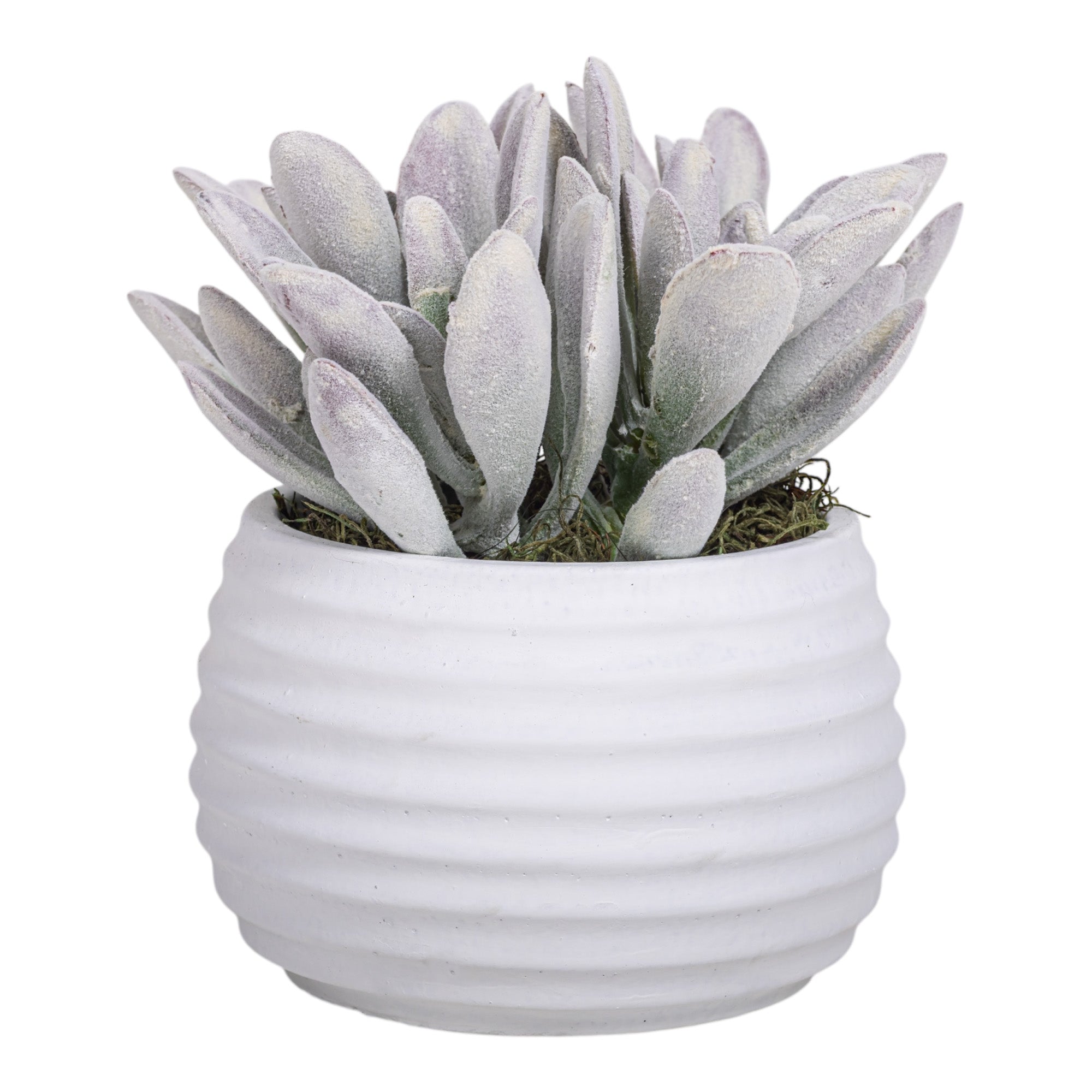 5" Zay Pot with Succulent Arrangement AR1291